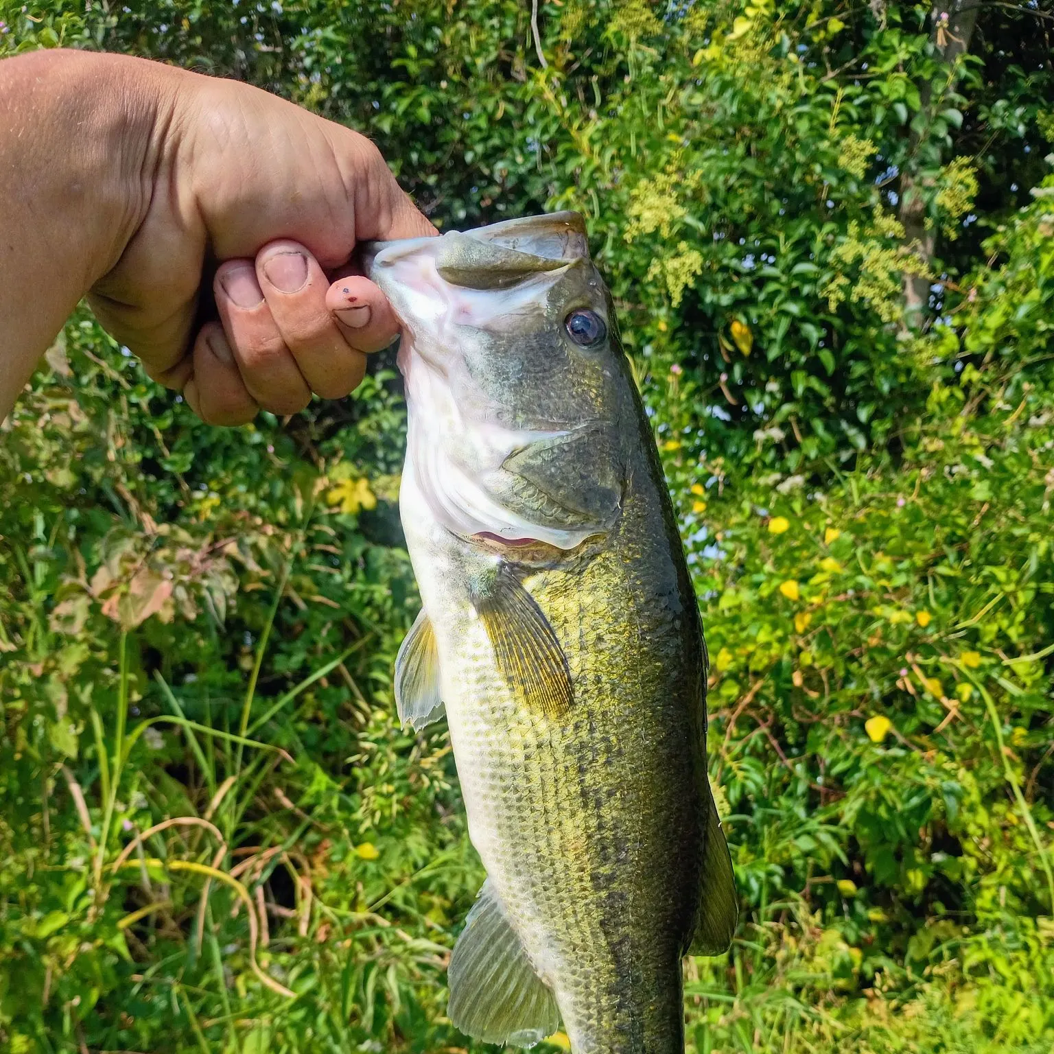 Largemouth bass caught on Fishbrain