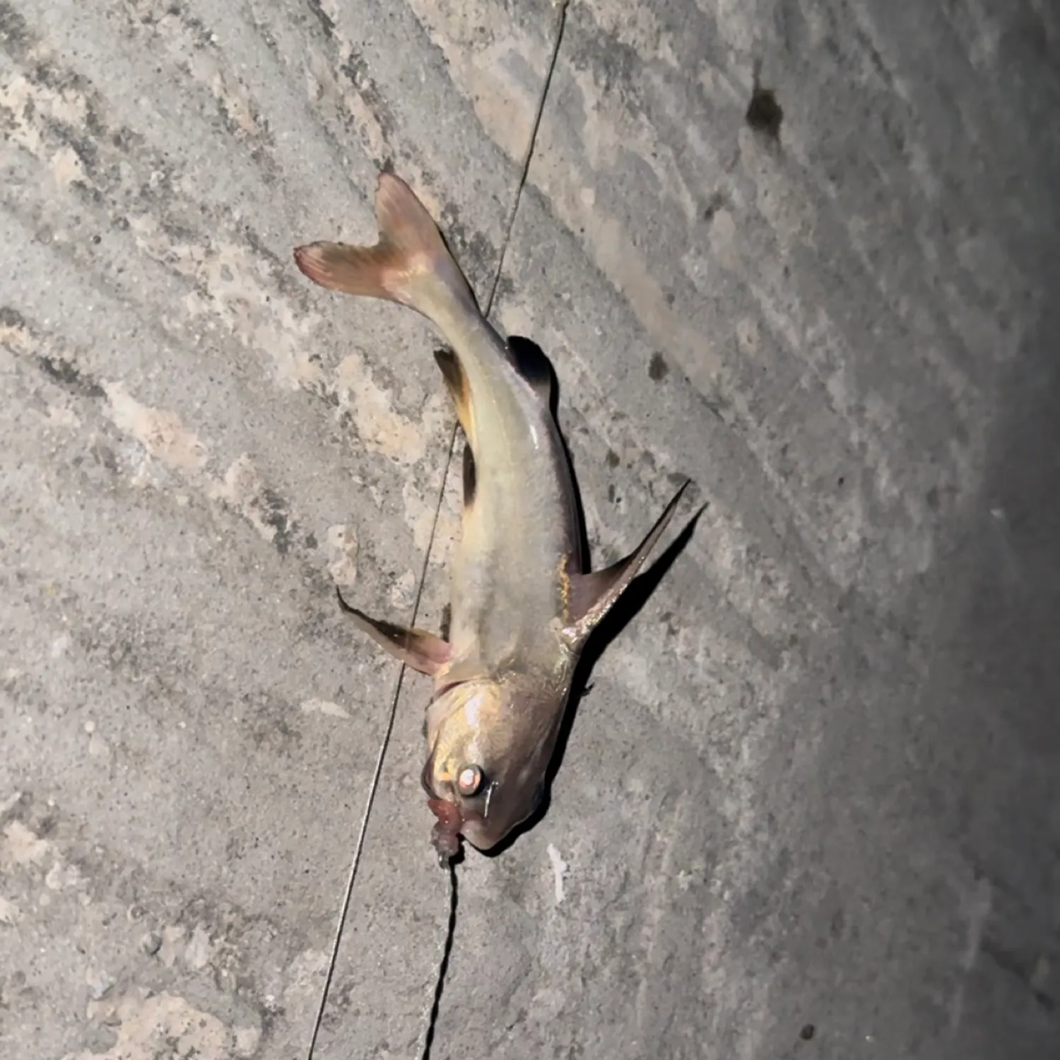 The most recent Sagor sea catfish catches on Fishbrain