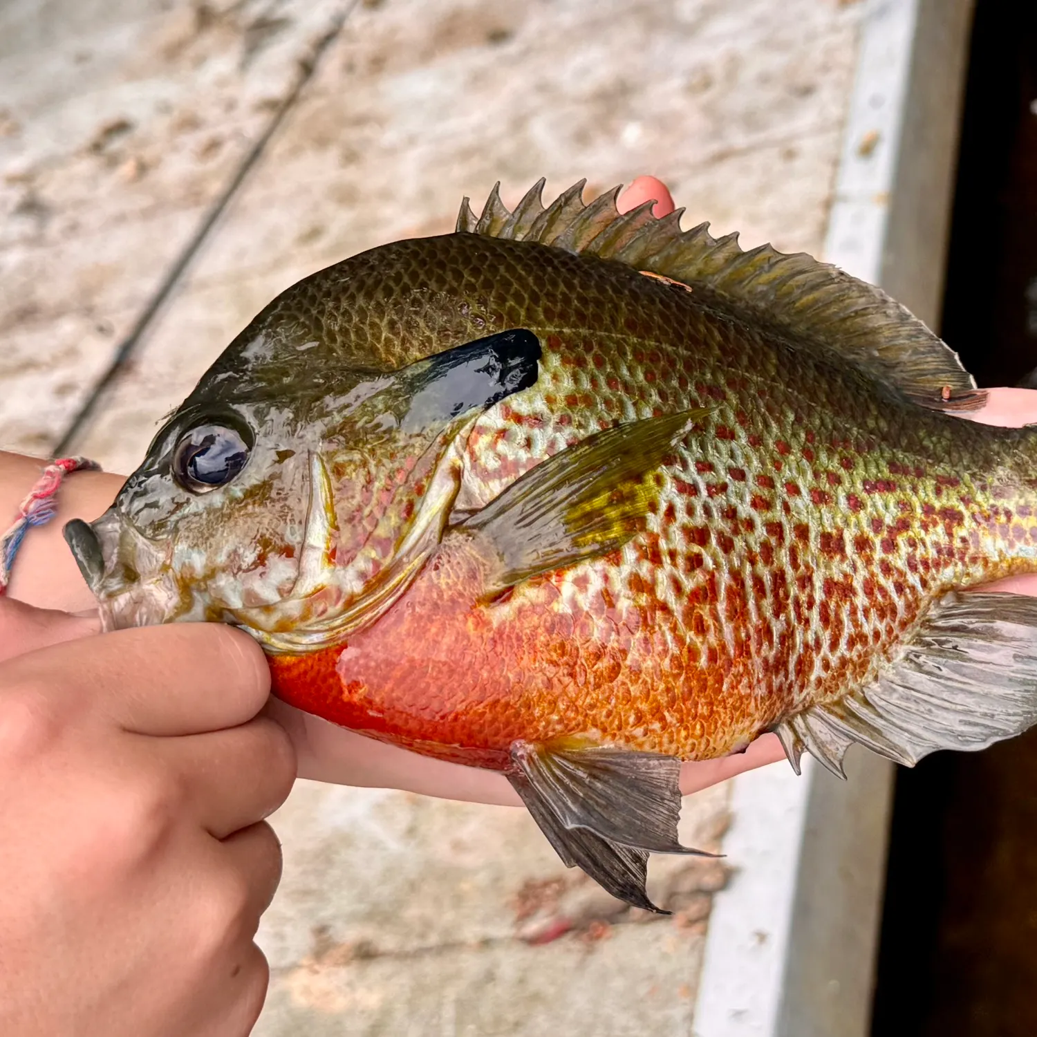 Redbreast sunfish caught on Fishbrain
