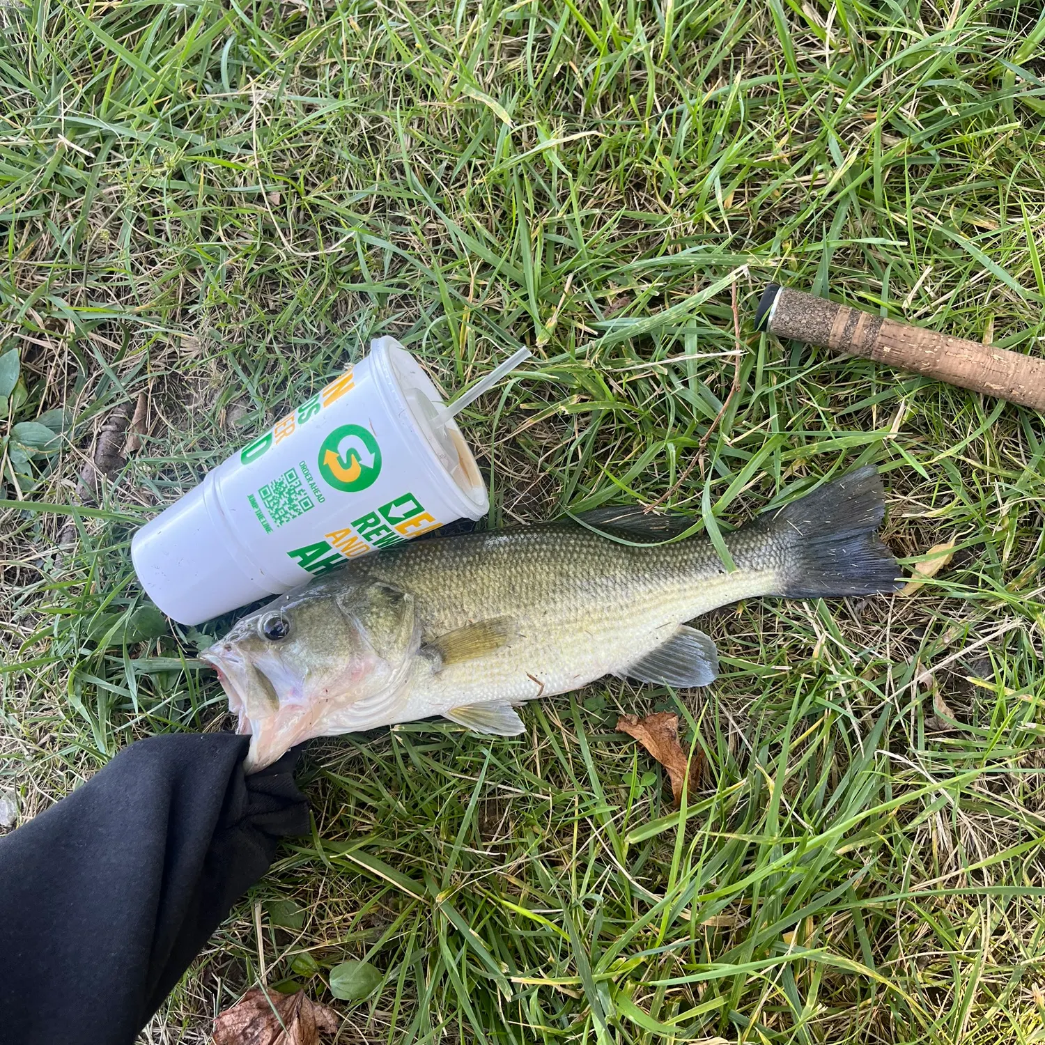 Largemouth bass caught on Fishbrain