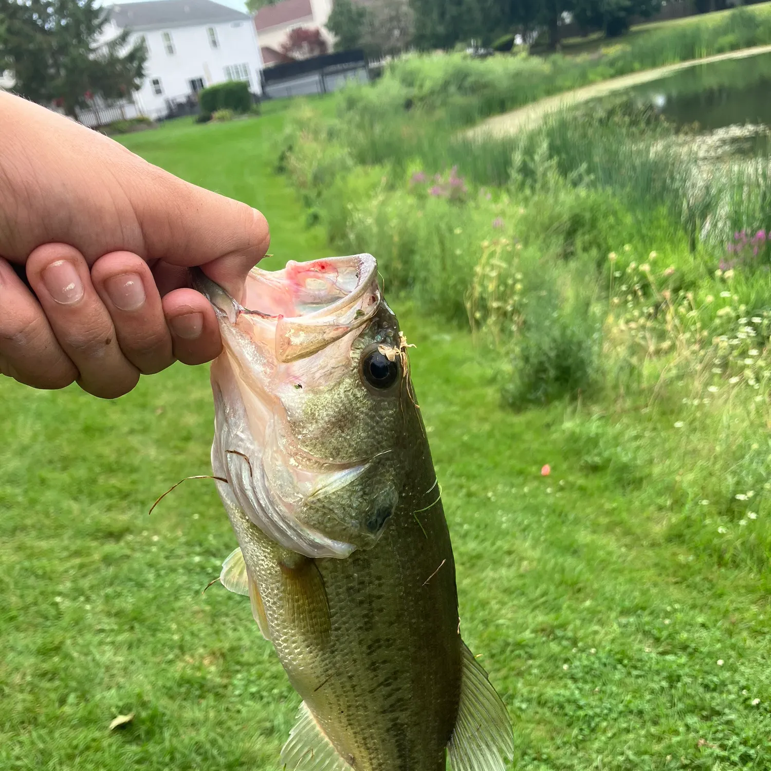 Fish caught on Fishbrain