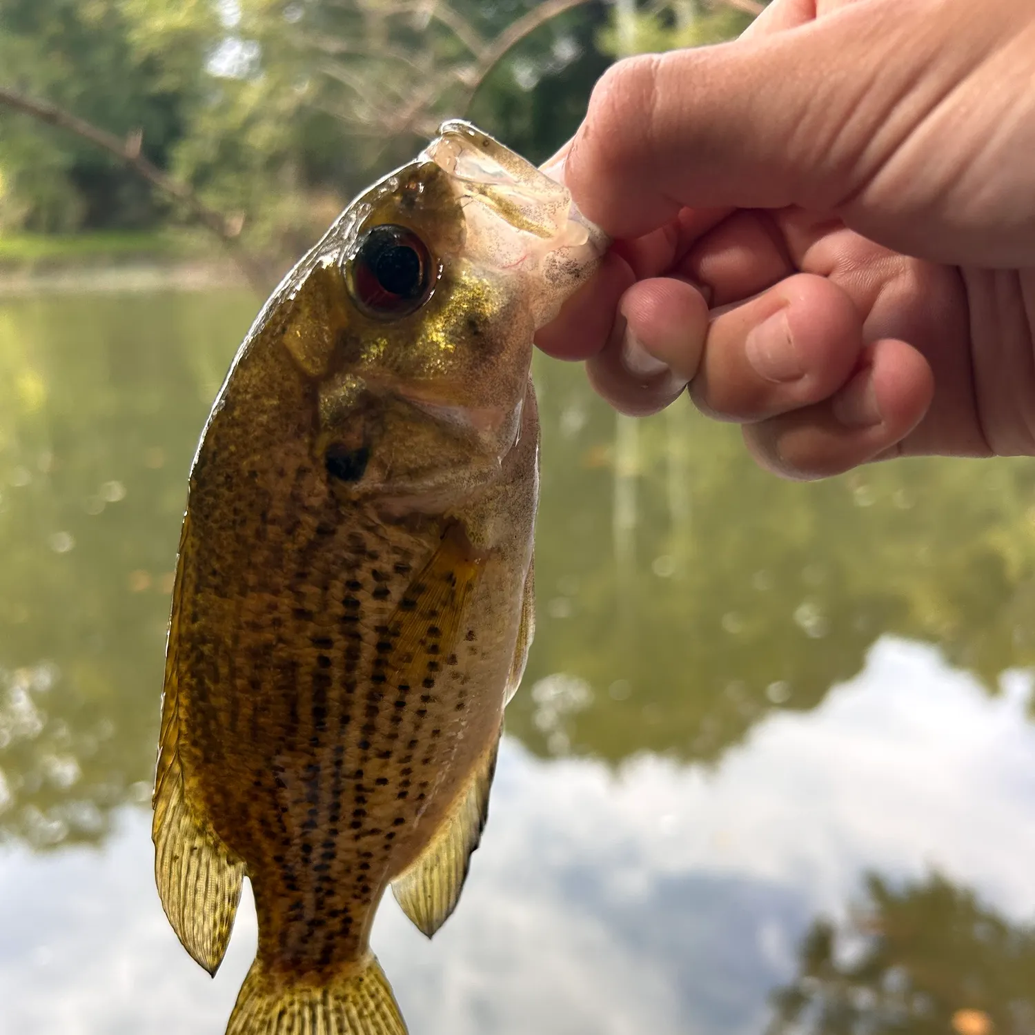 Rock bass caught on Fishbrain