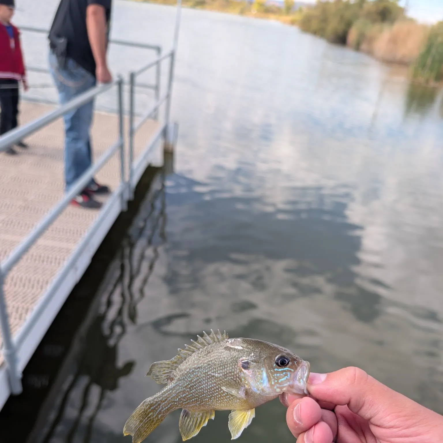 Green sunfish caught on Fishbrain