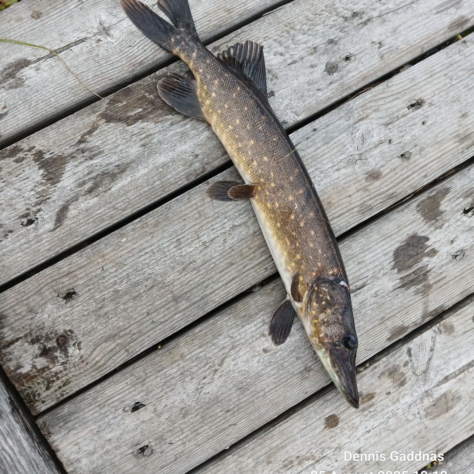 recently logged catches