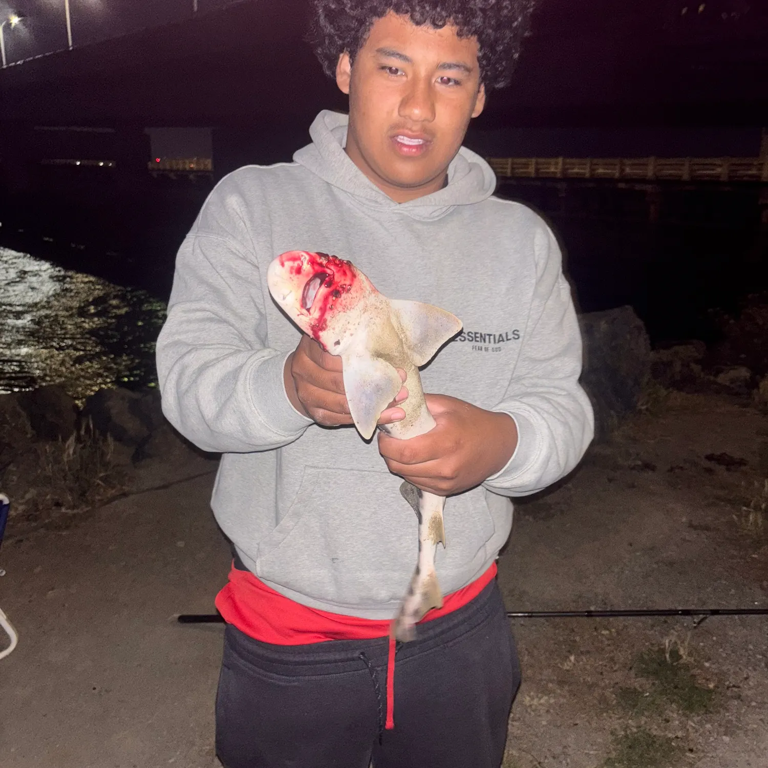 The most recent Leopard shark catches on Fishbrain