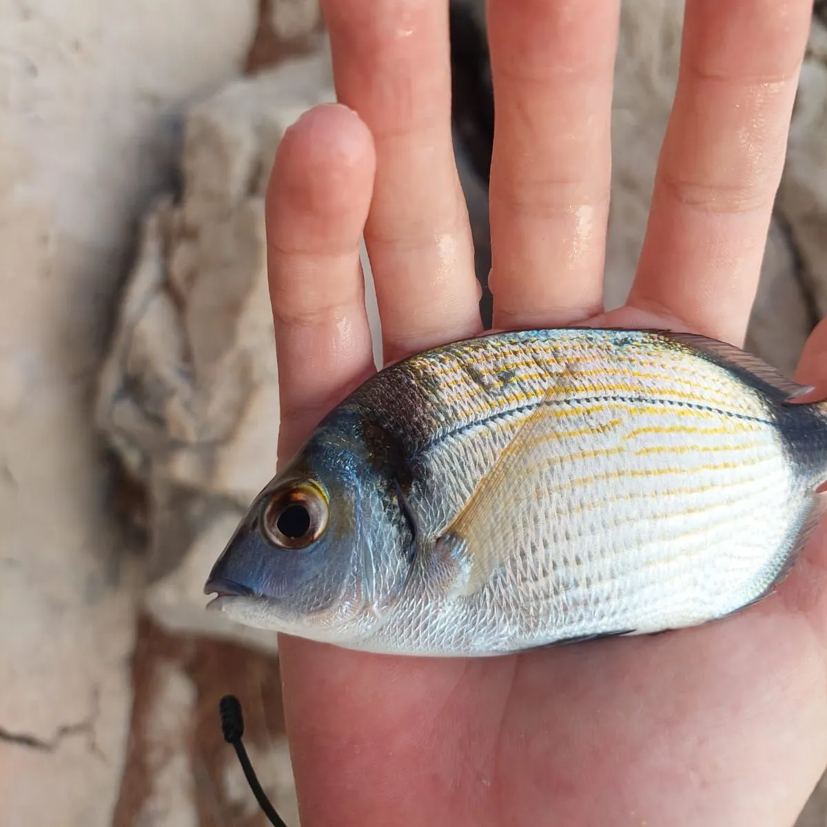 The most recent Common two-banded seabream catches on Fishbrain