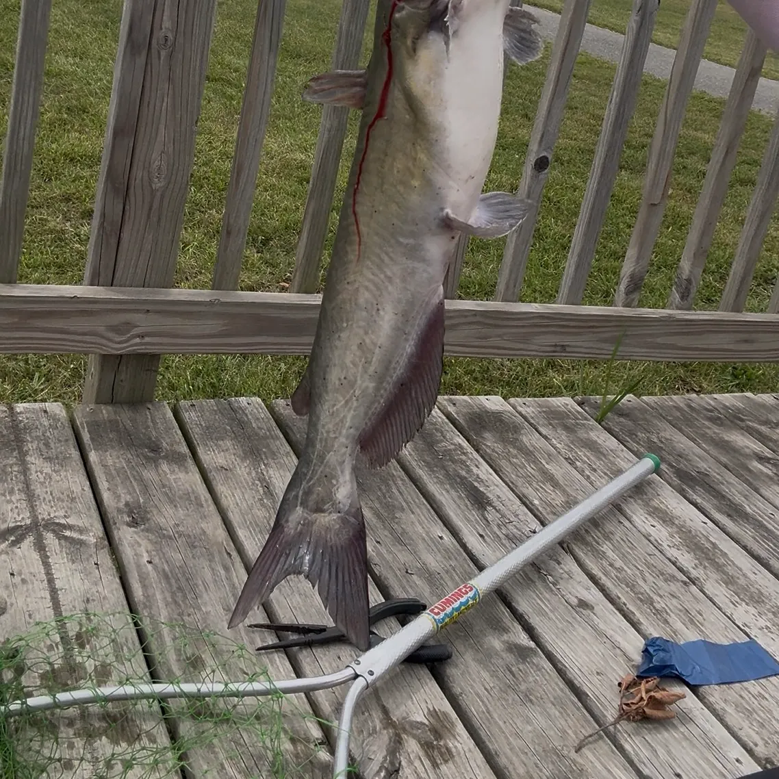 Channel catfish caught on Fishbrain