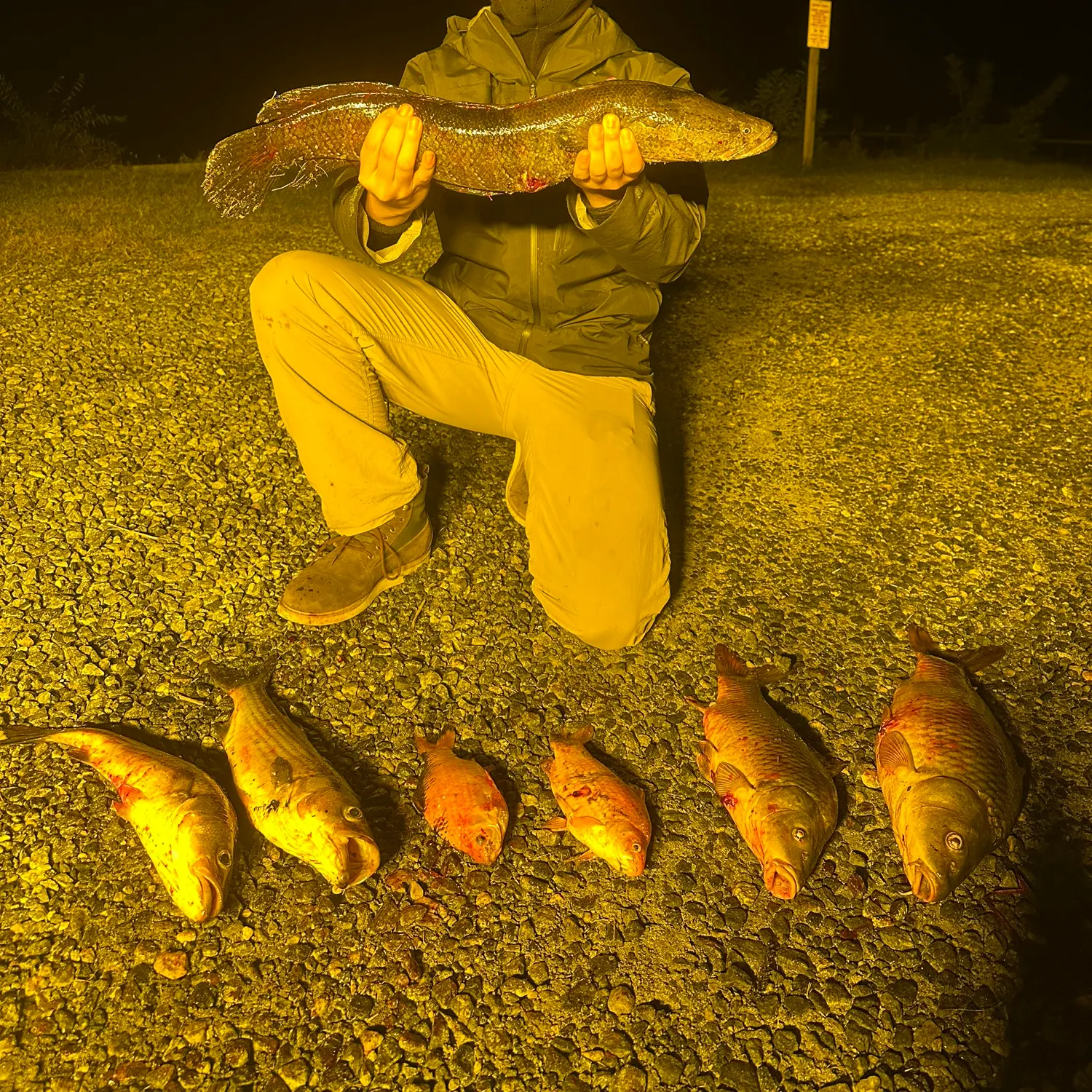 Northern snakehead caught on Fishbrain