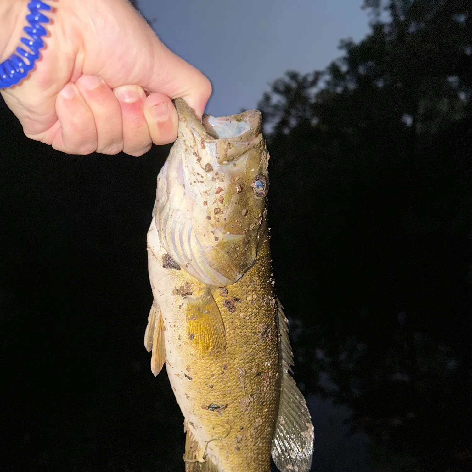 Smallmouth bass caught on Fishbrain