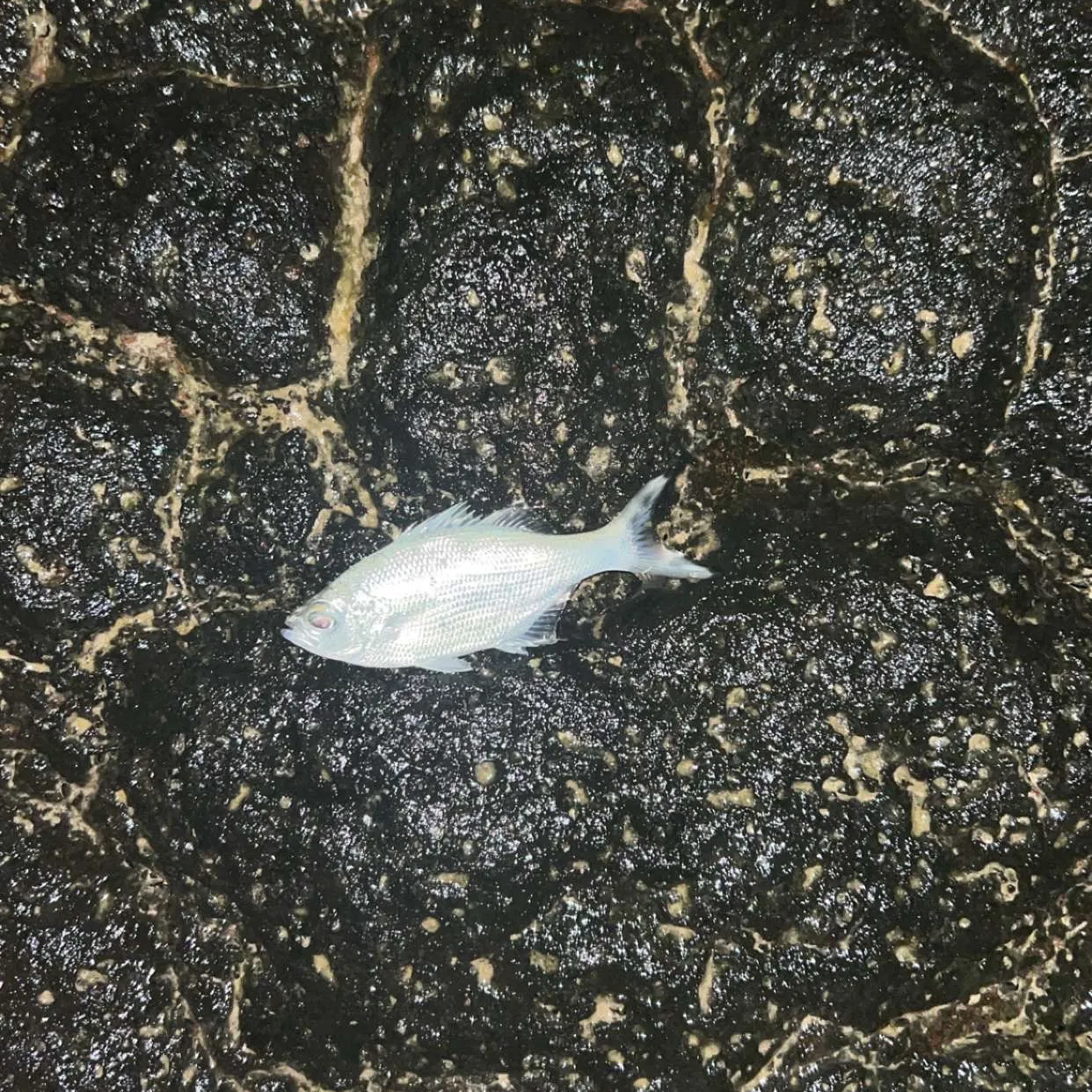 The most recent Reticulated flagtail catches on Fishbrain