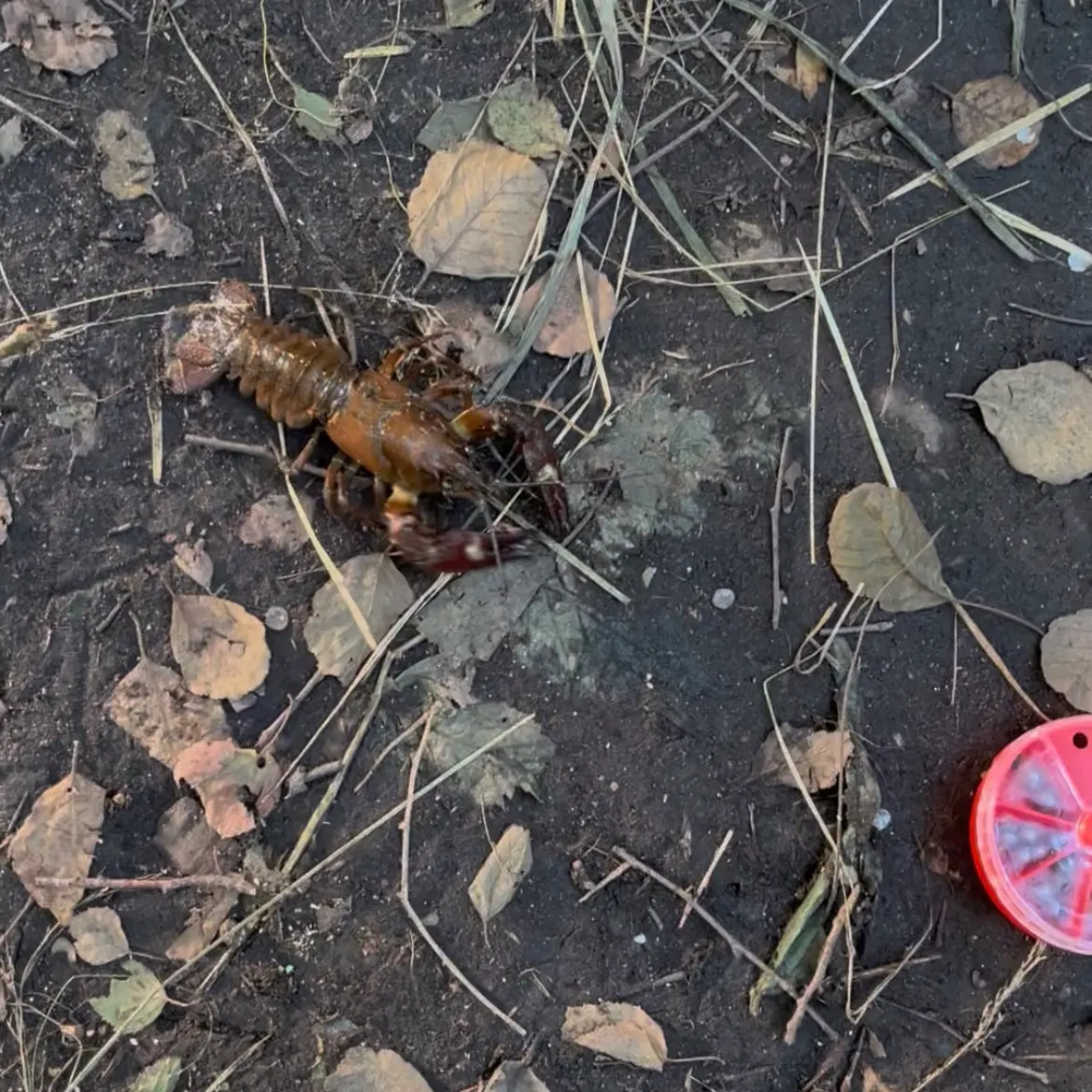 Signal crayfish caught on Fishbrain