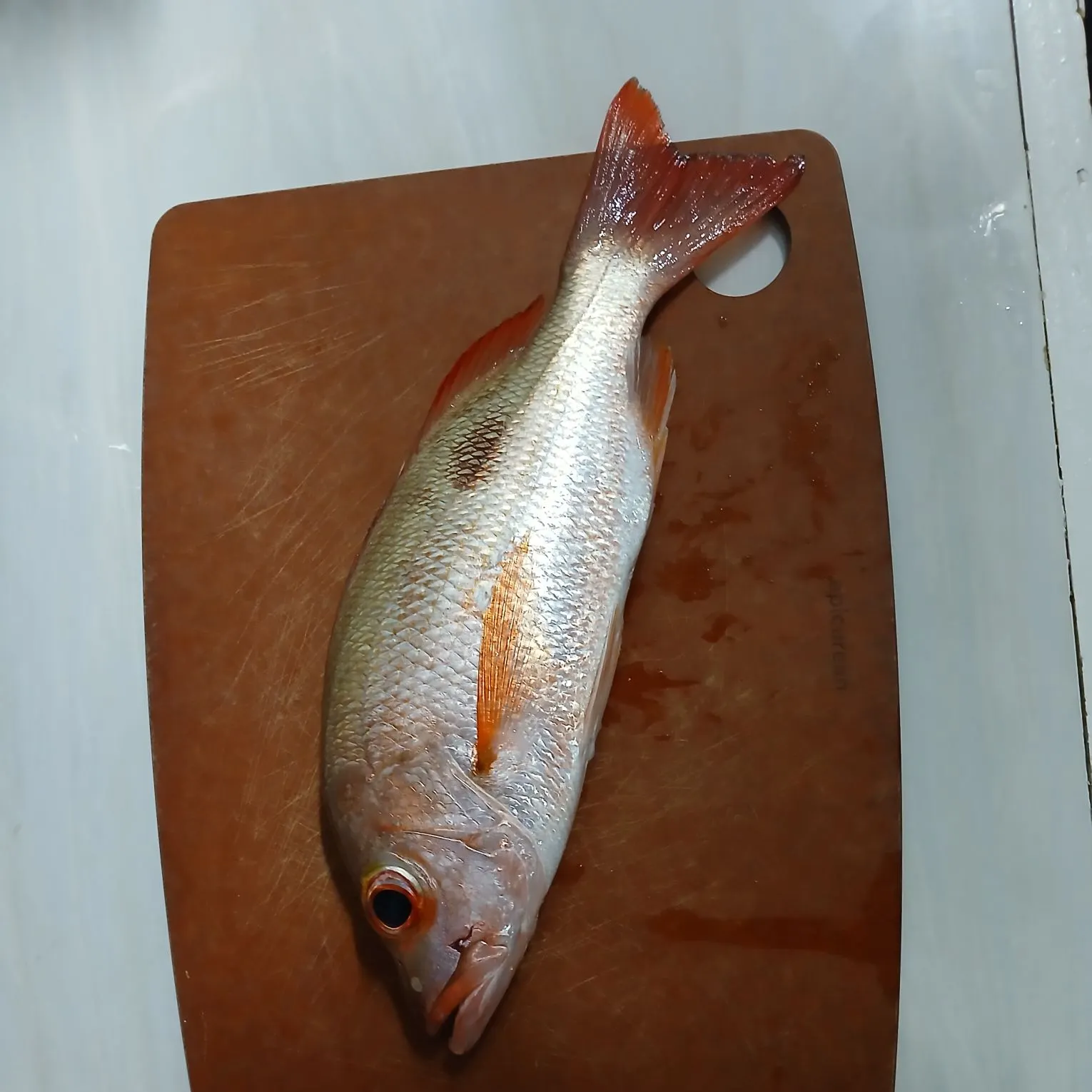 The most recent Mahogany snapper catches on Fishbrain
