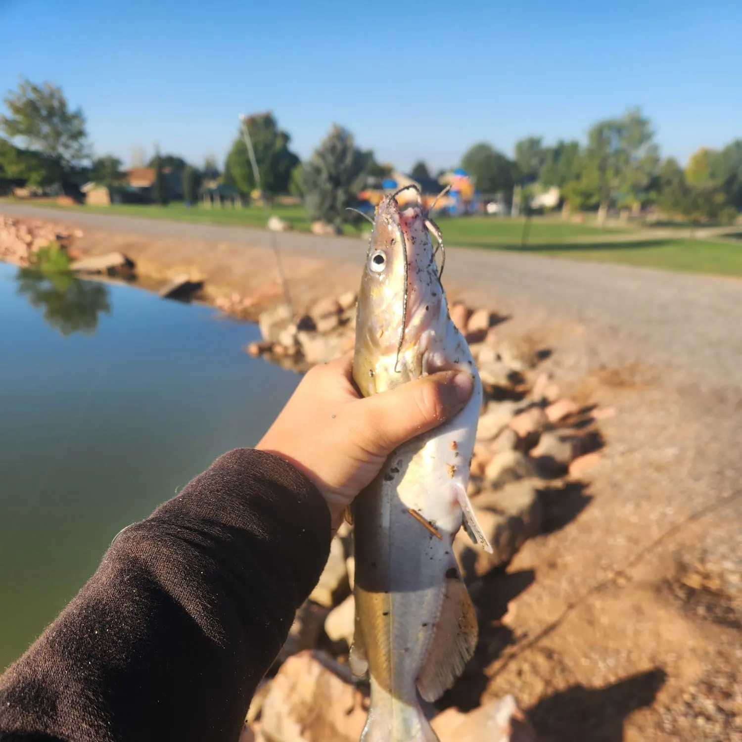 Channel catfish caught on Fishbrain