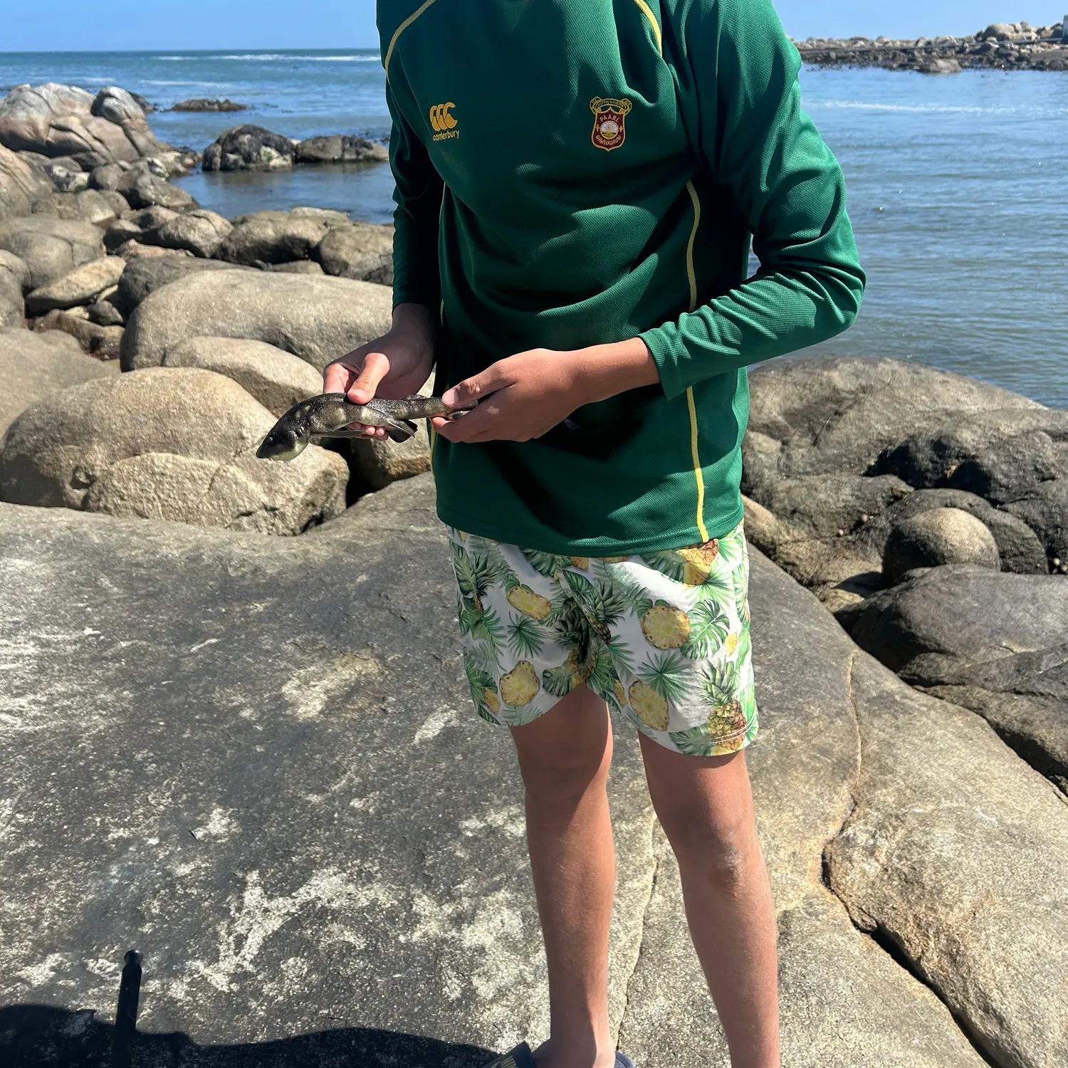 The most recent Dark shyshark catches on Fishbrain