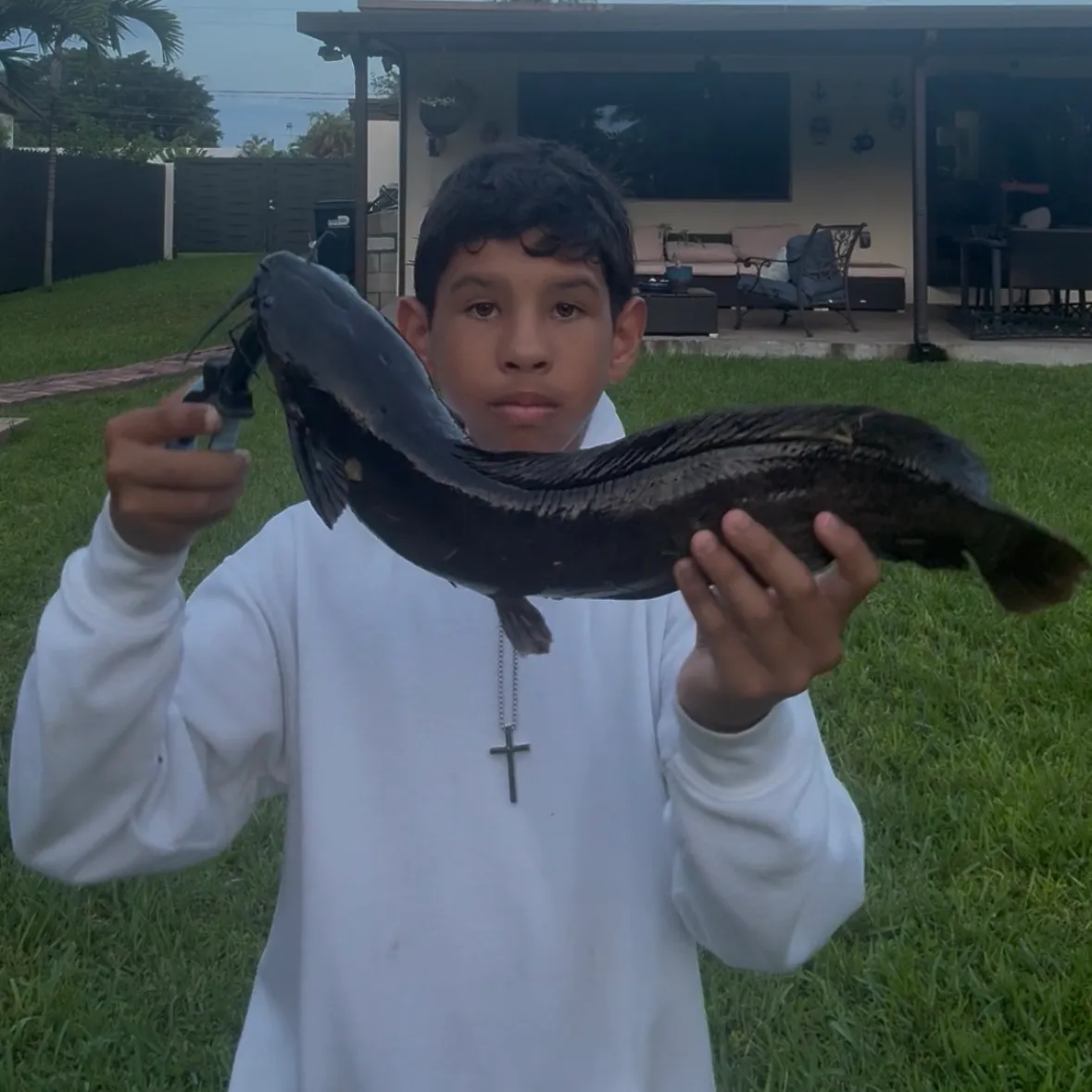 The most recent Walking catfish catches on Fishbrain