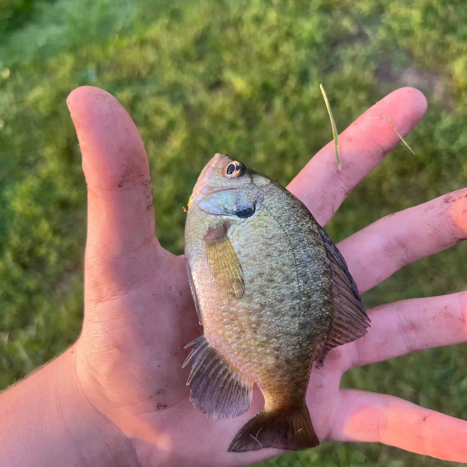 Bluegill caught on Fishbrain