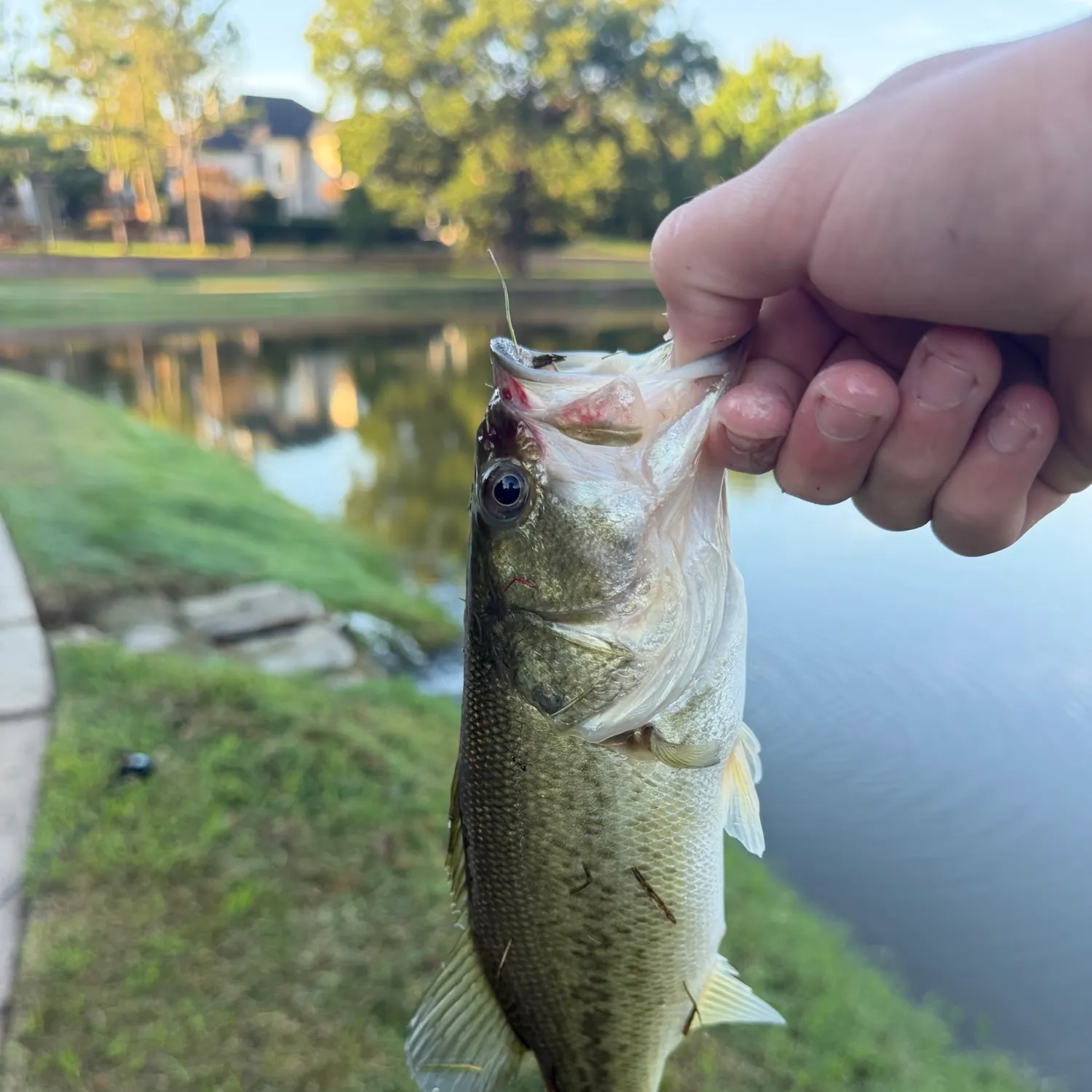 Largemouth bass caught on Fishbrain