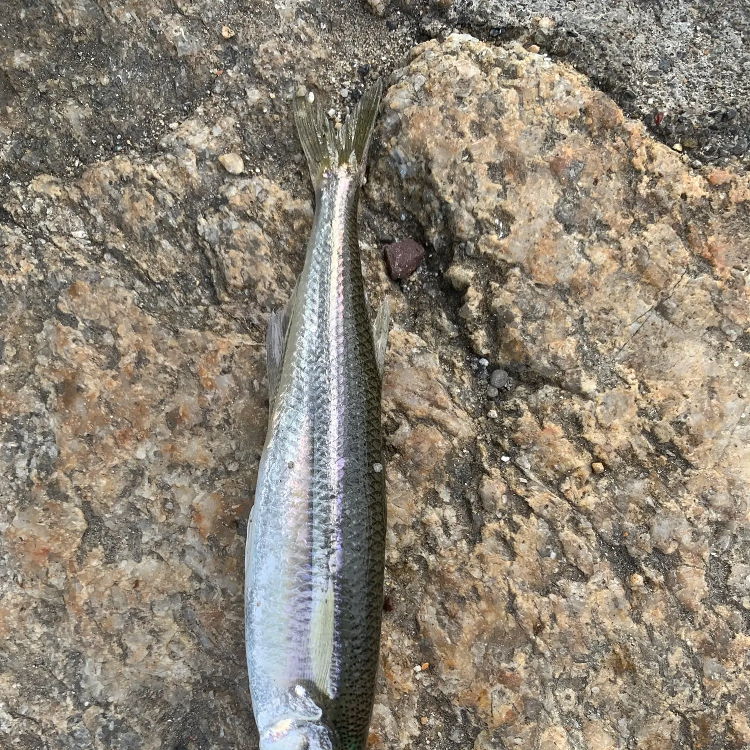 Atlantic herring caught on Fishbrain
