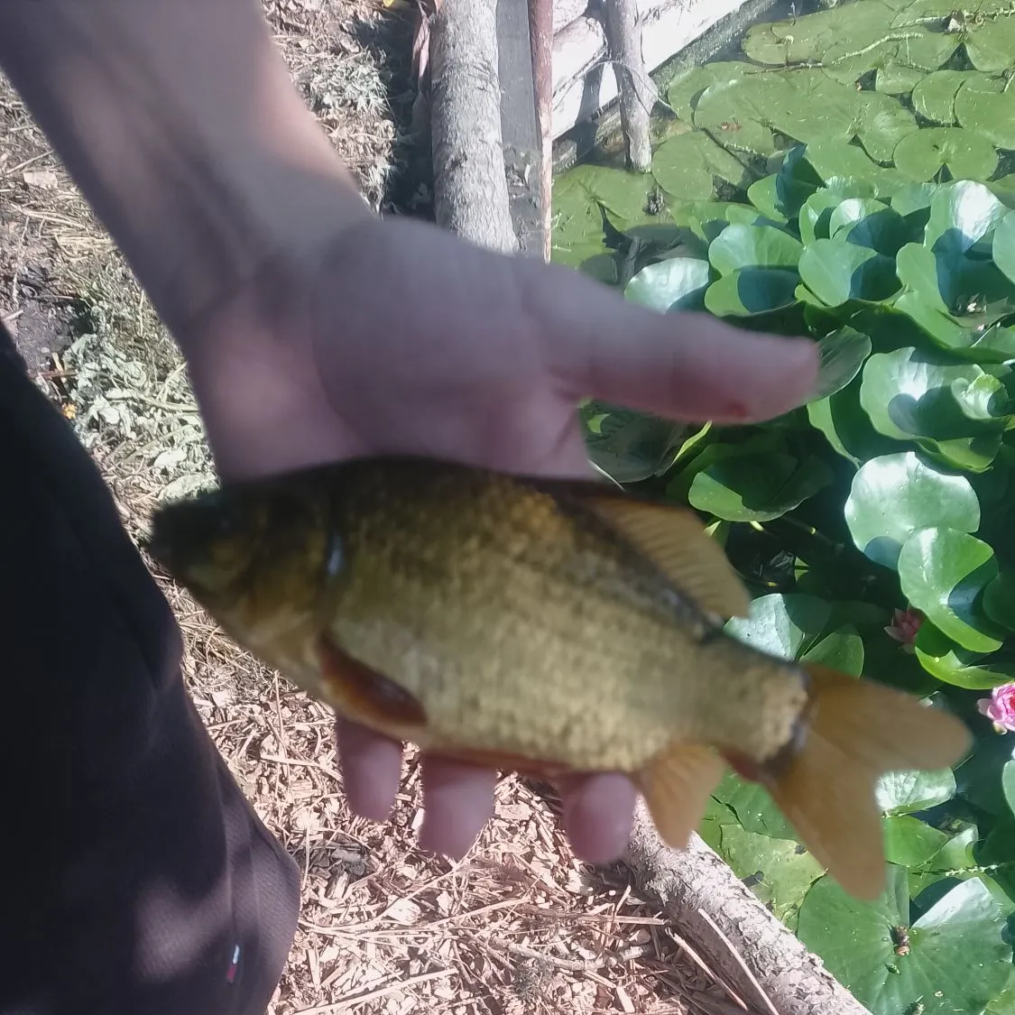 Fish caught on Fishbrain