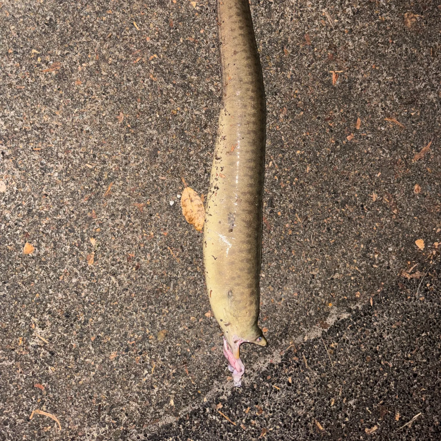 The most recent Common pike conger catches on Fishbrain