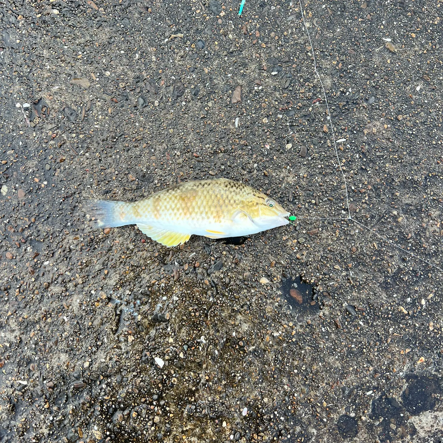 The most recent Spotty wrasse catches on Fishbrain