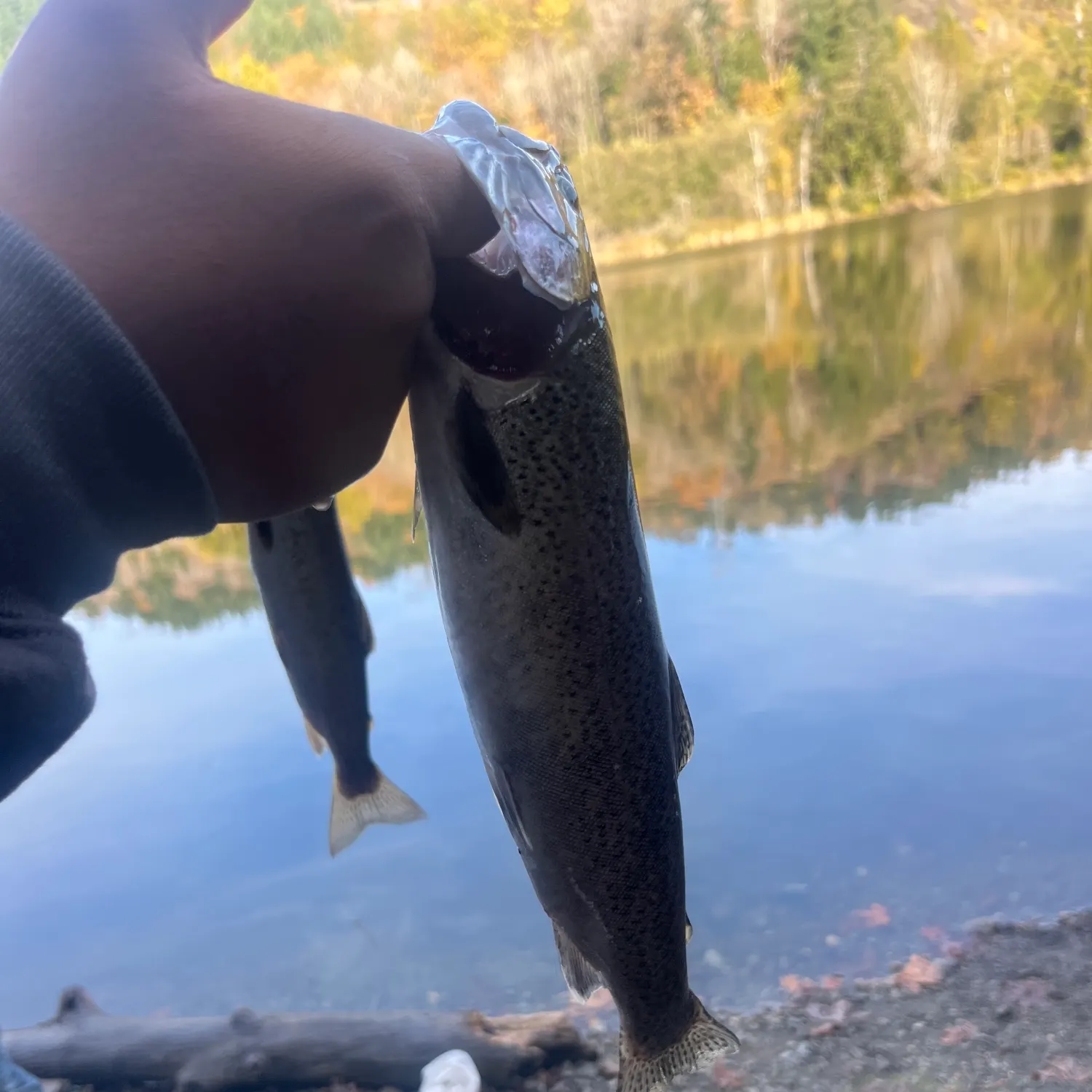 Coastal cutthroat trout caught on Fishbrain