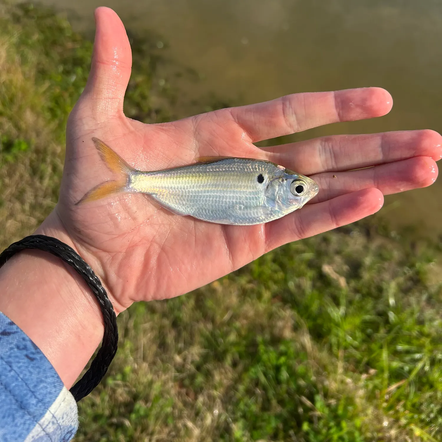 The most recent Threadfin shad catches on Fishbrain