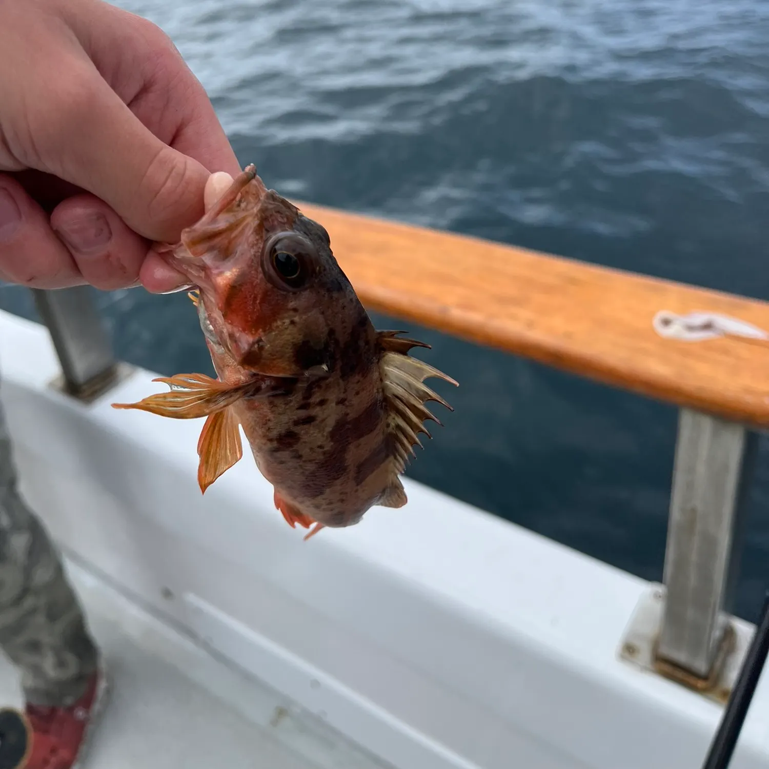 The most recent Gopher rockfish catches on Fishbrain