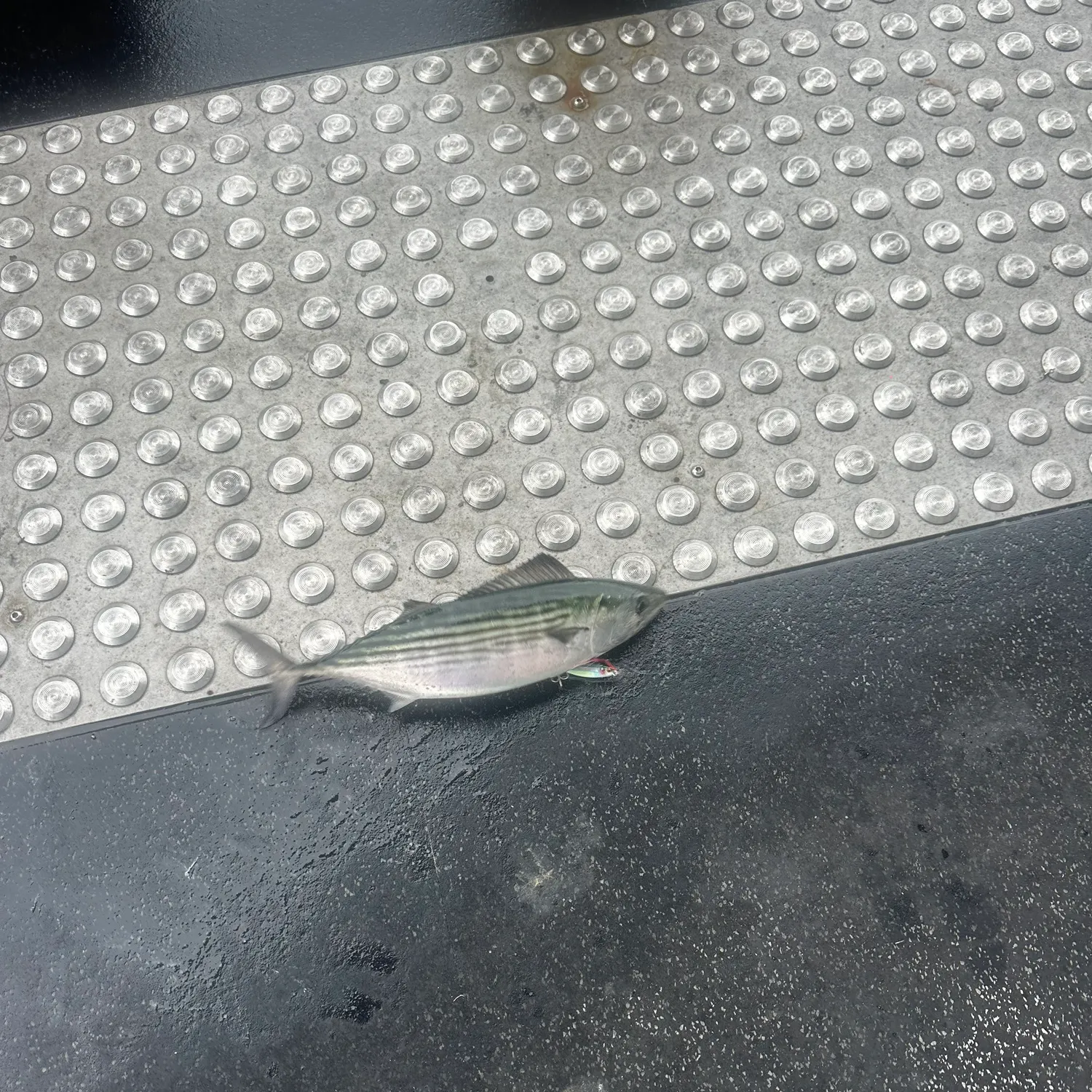 The most recent Striped bonito catches on Fishbrain