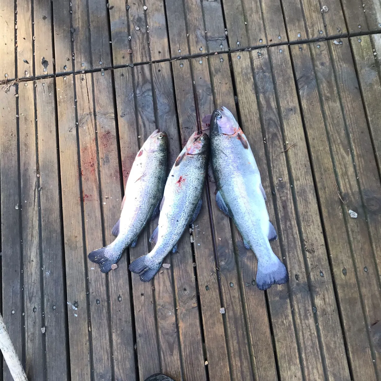 recently logged catches