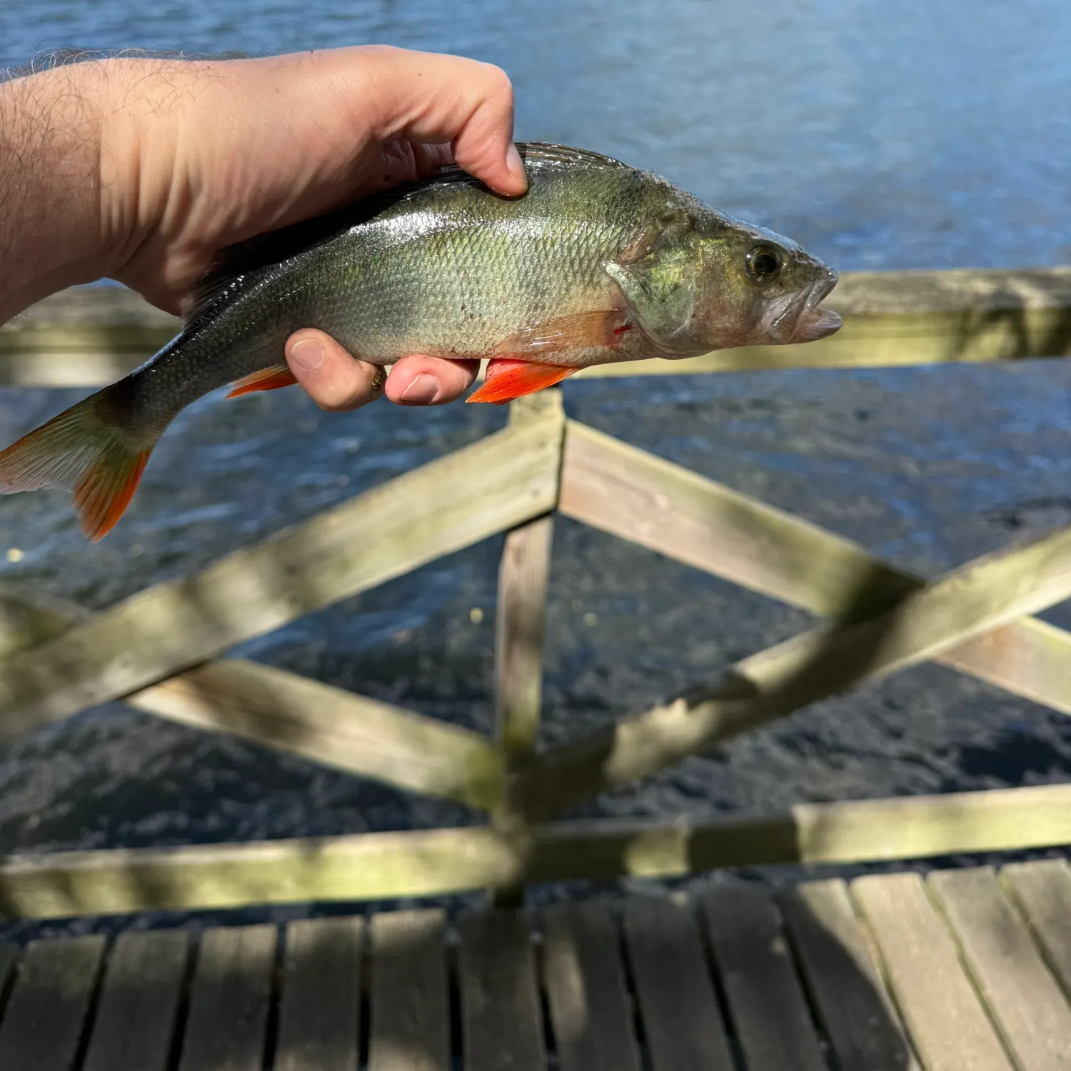 European perch caught on Fishbrain