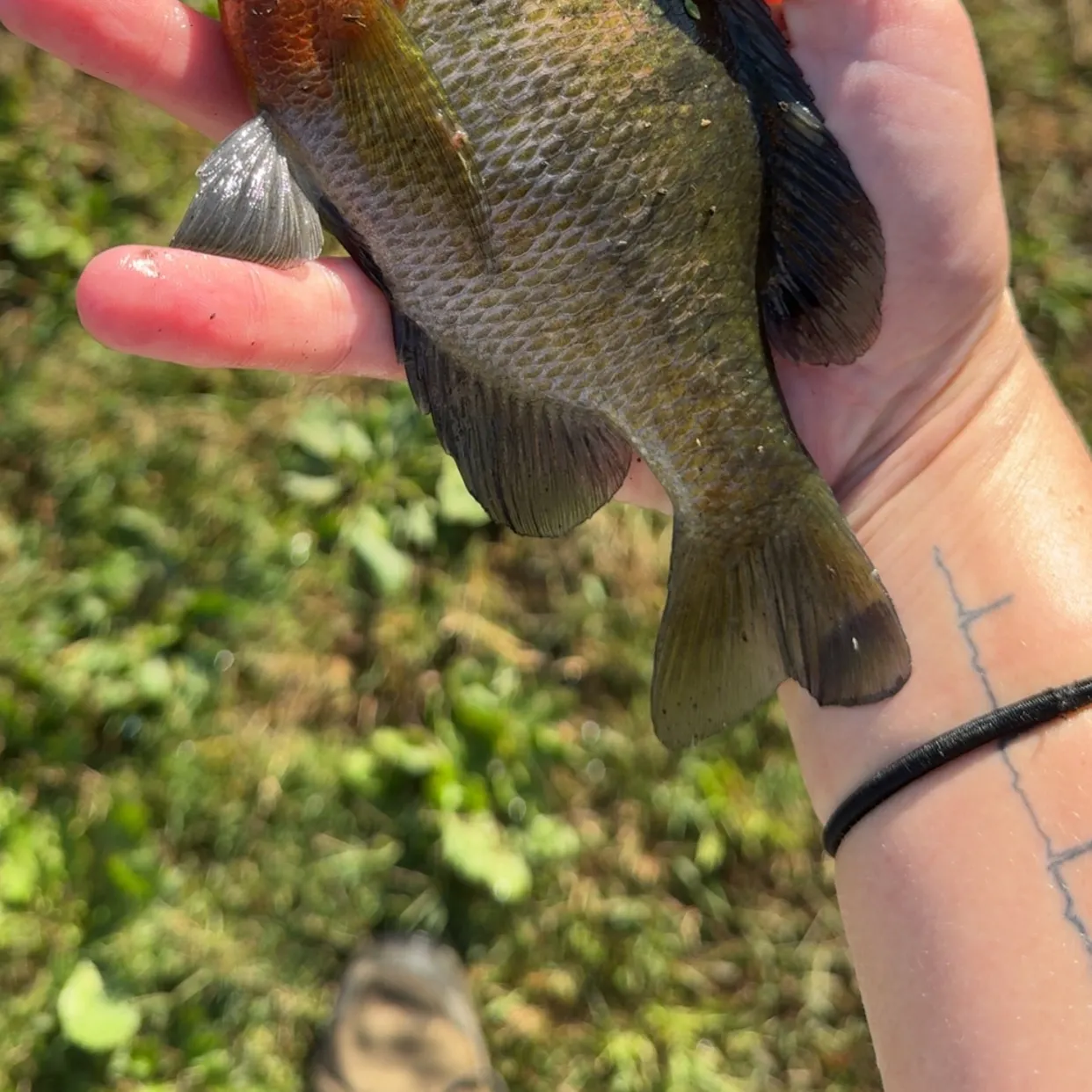 Bluegill caught on Fishbrain