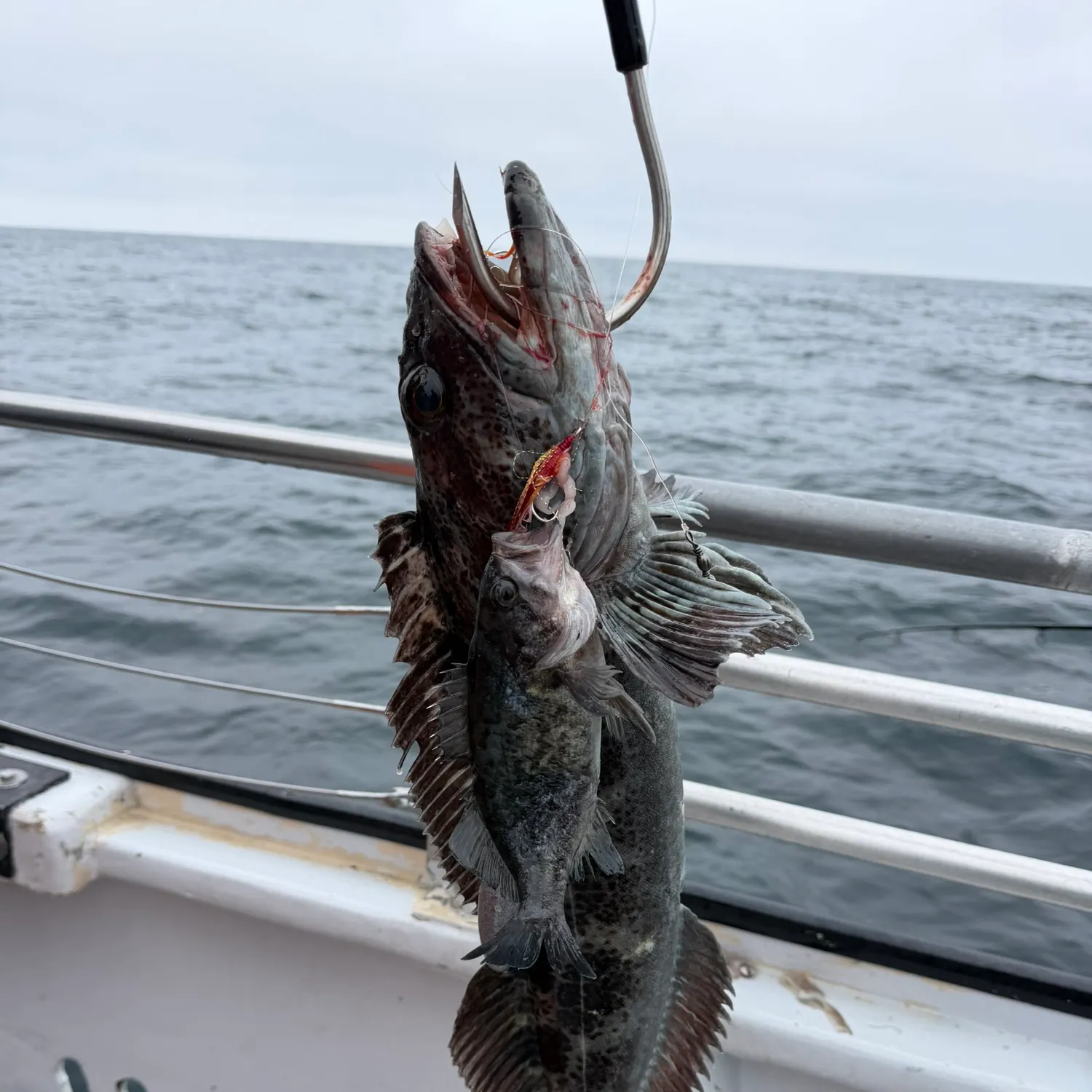 Lingcod caught on Fishbrain