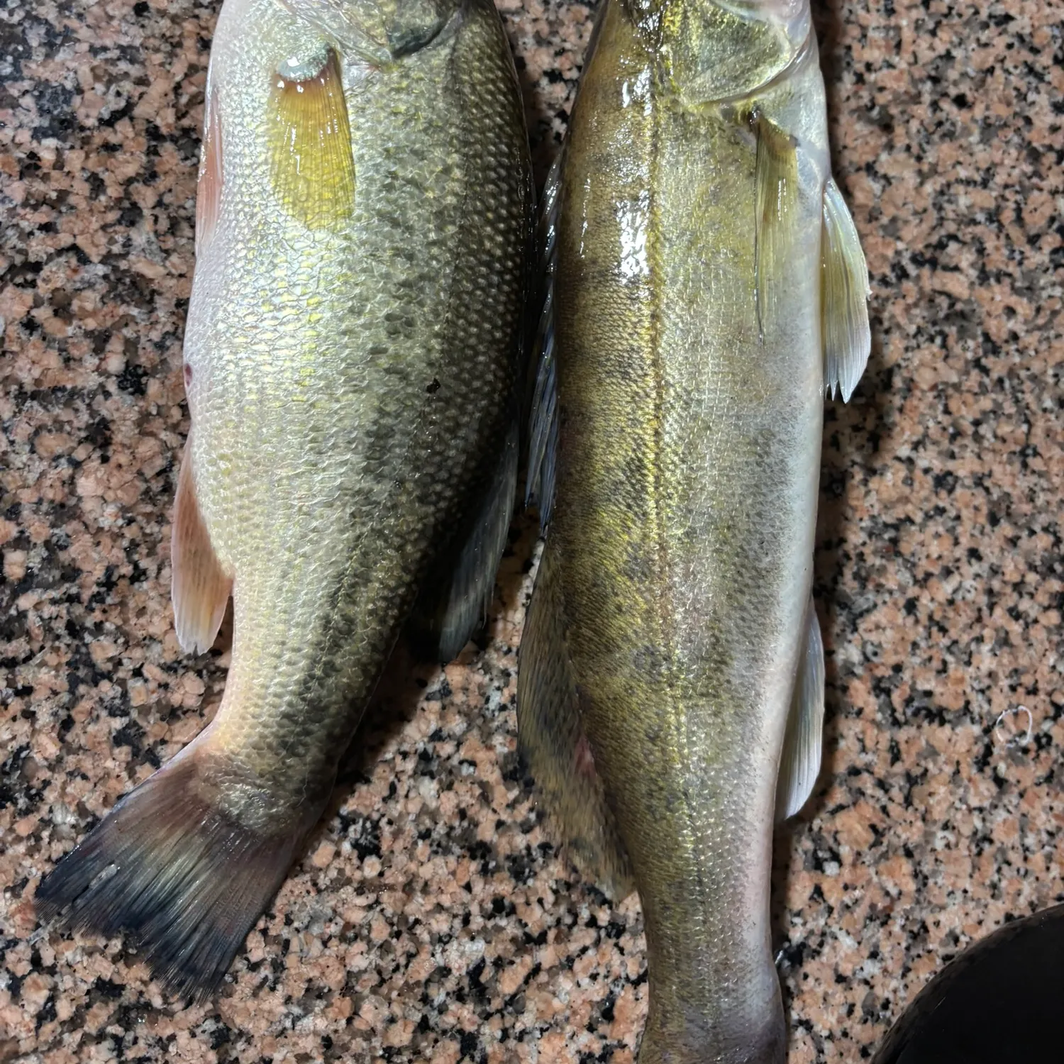 Zander caught on Fishbrain