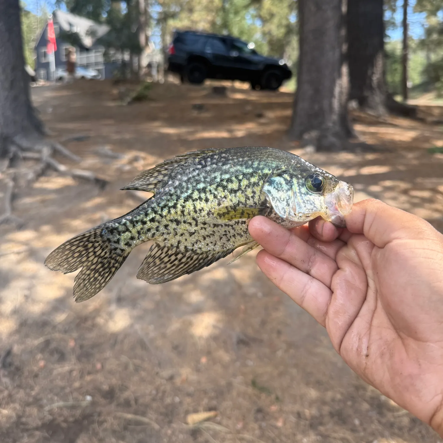 Black crappie caught on Fishbrain