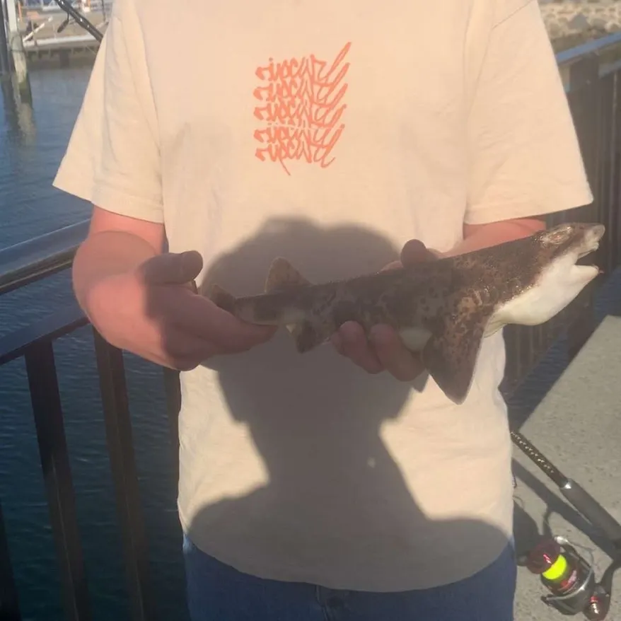 The most recent Draughtsboard shark catches on Fishbrain