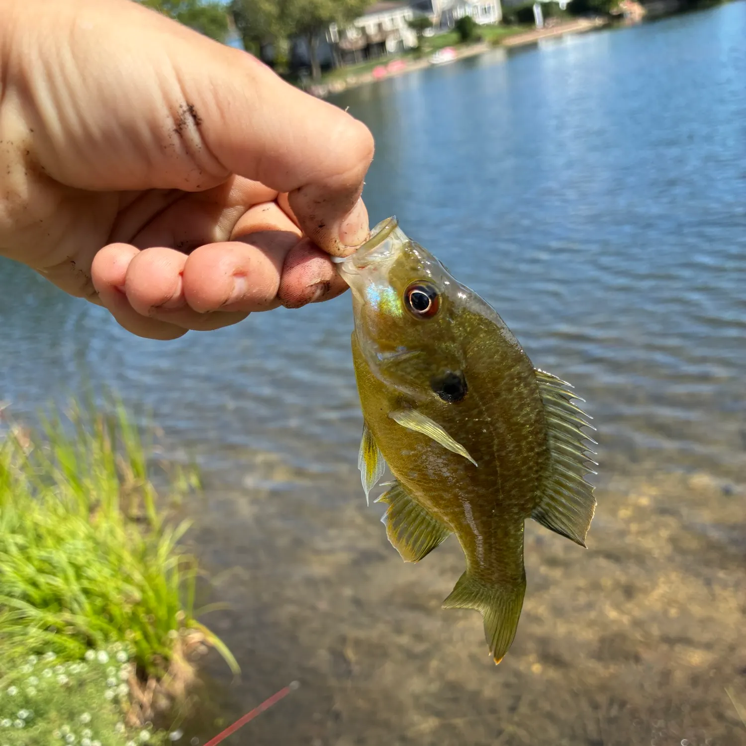 Greengill hybrid caught on Fishbrain