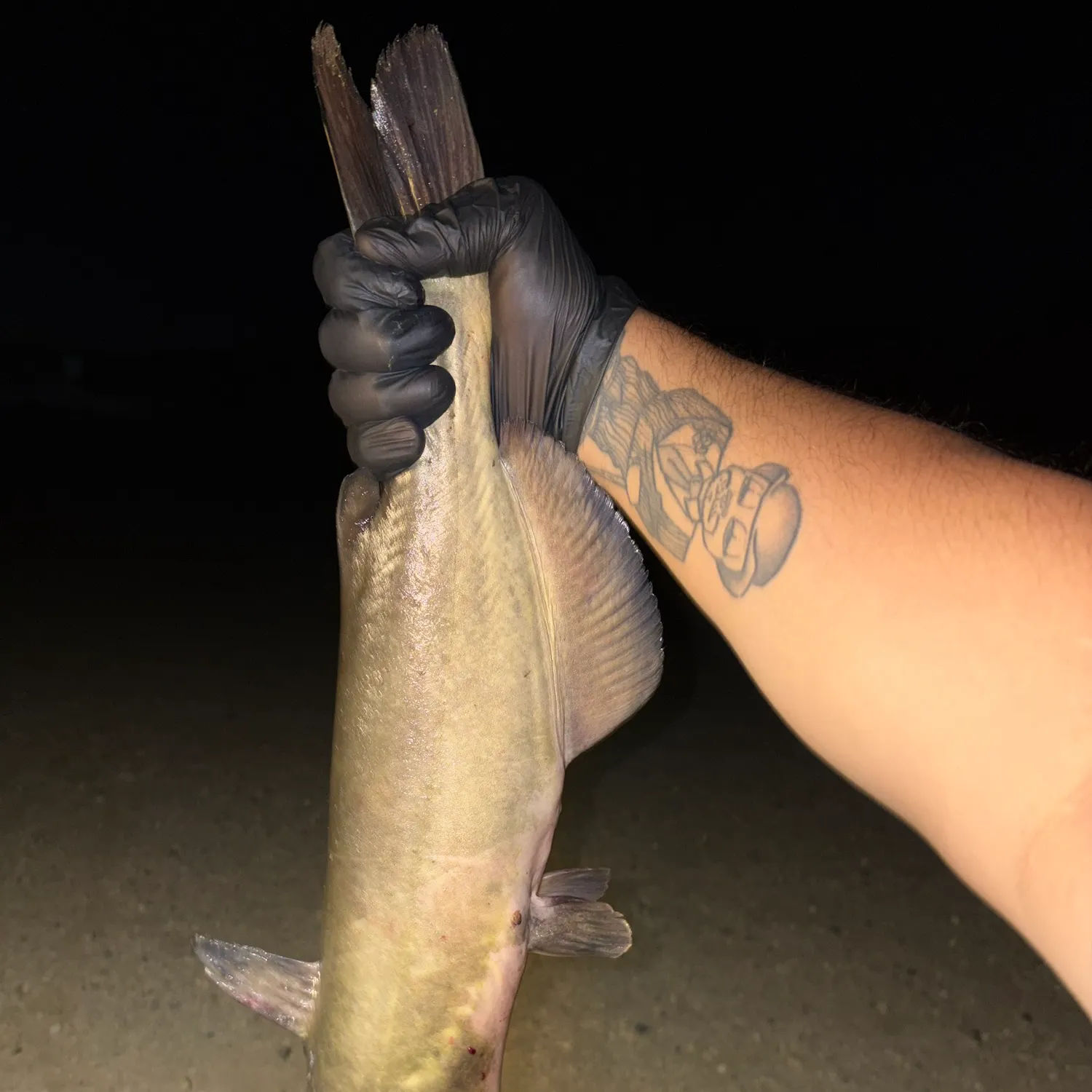 Channel catfish caught on Fishbrain