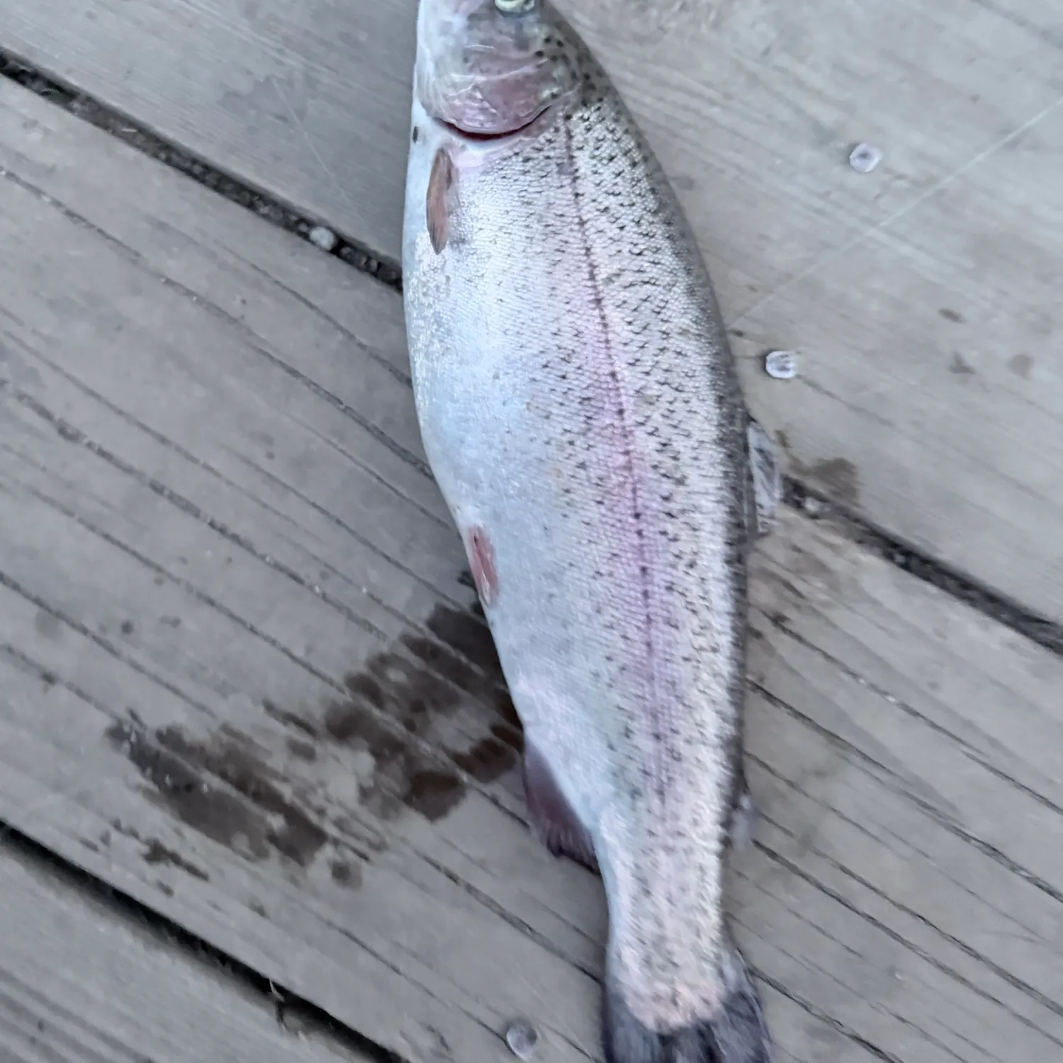 Rainbow trout caught on Fishbrain