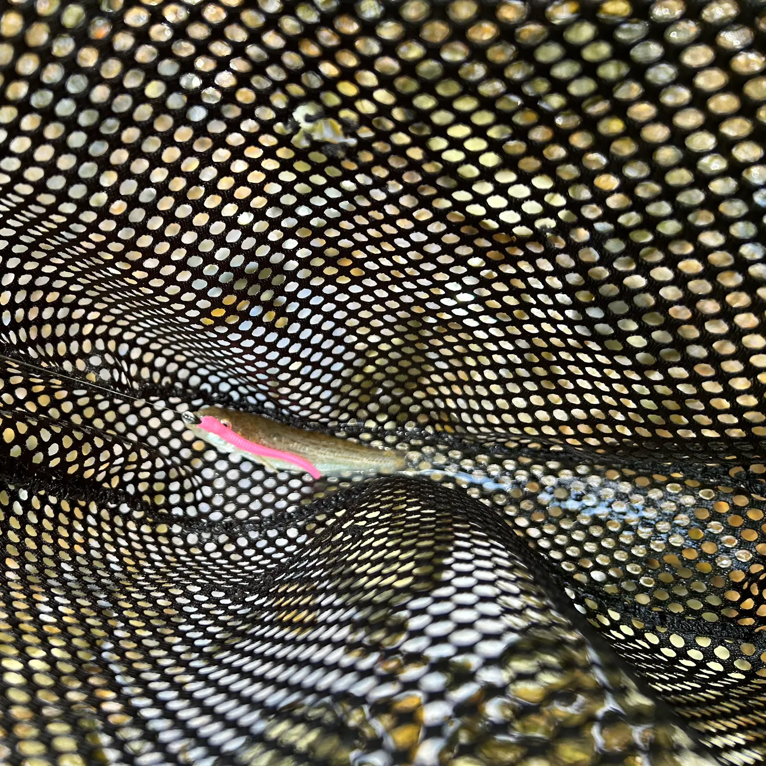 The most recent Disjunct studfish catches on Fishbrain