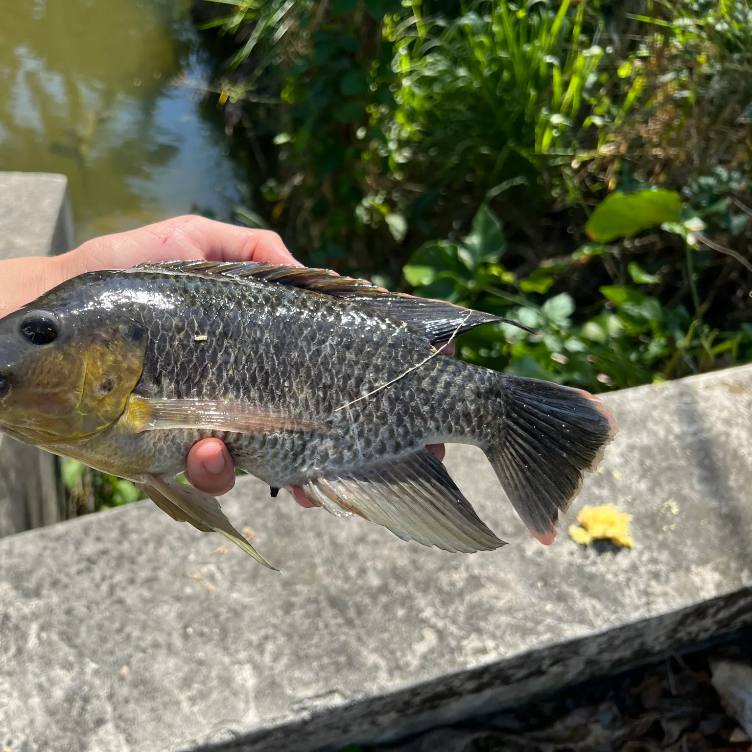 The most recent Mozambique tilapia catches on Fishbrain