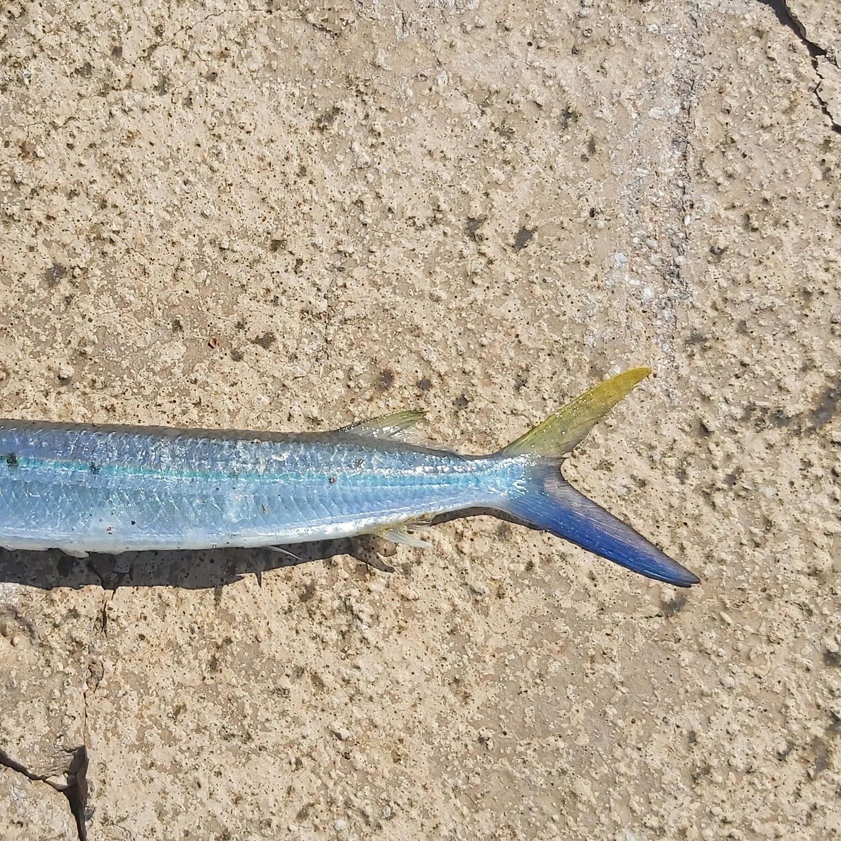 The most recent Blackbarred halfbeak catches on Fishbrain