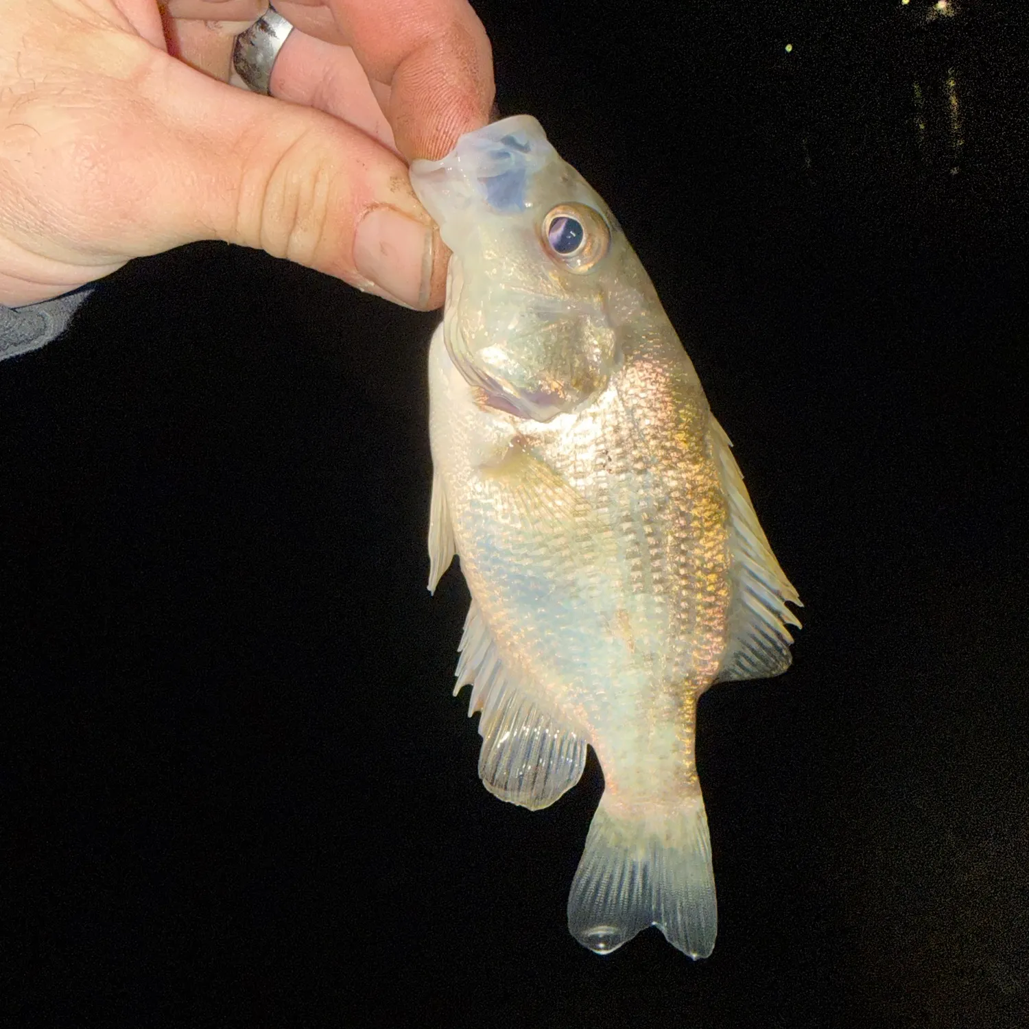 The most recent Shadow bass catches on Fishbrain