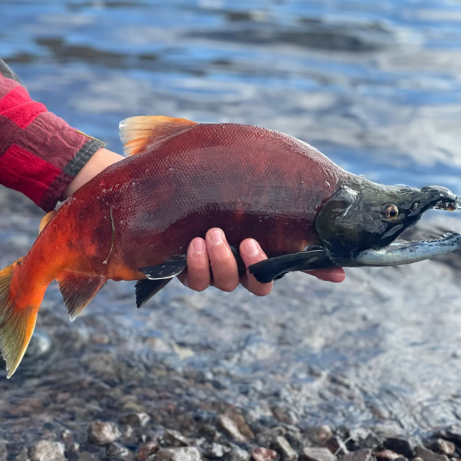Kokanee salmon caught on Fishbrain