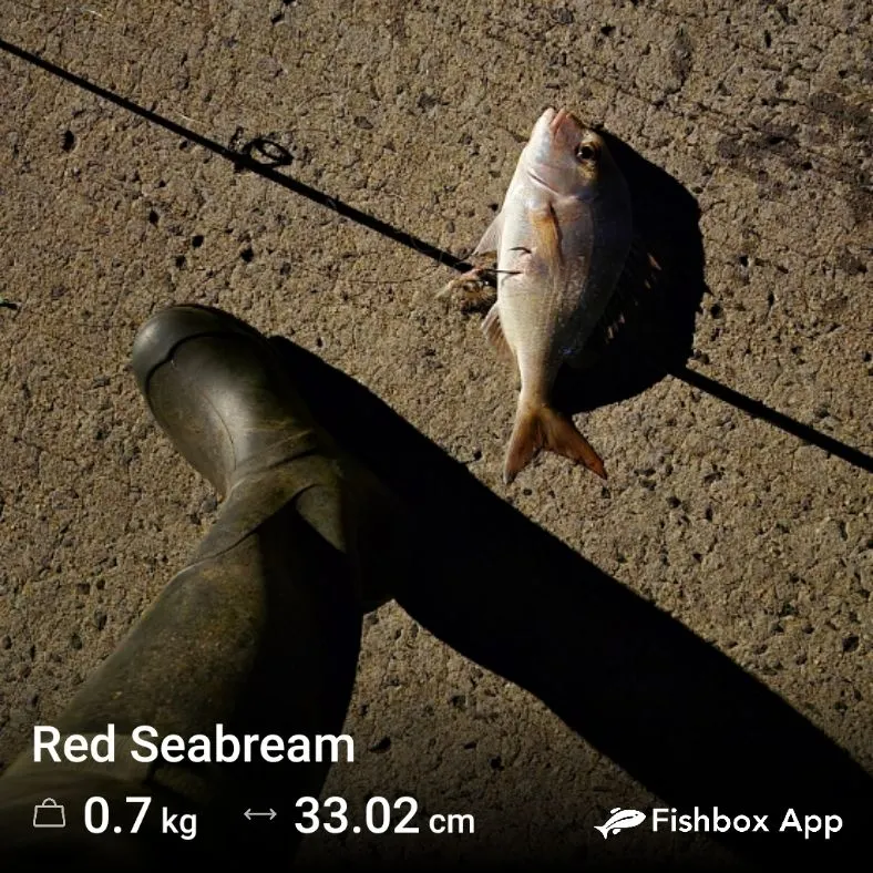 Australasian snapper caught on Fishbrain