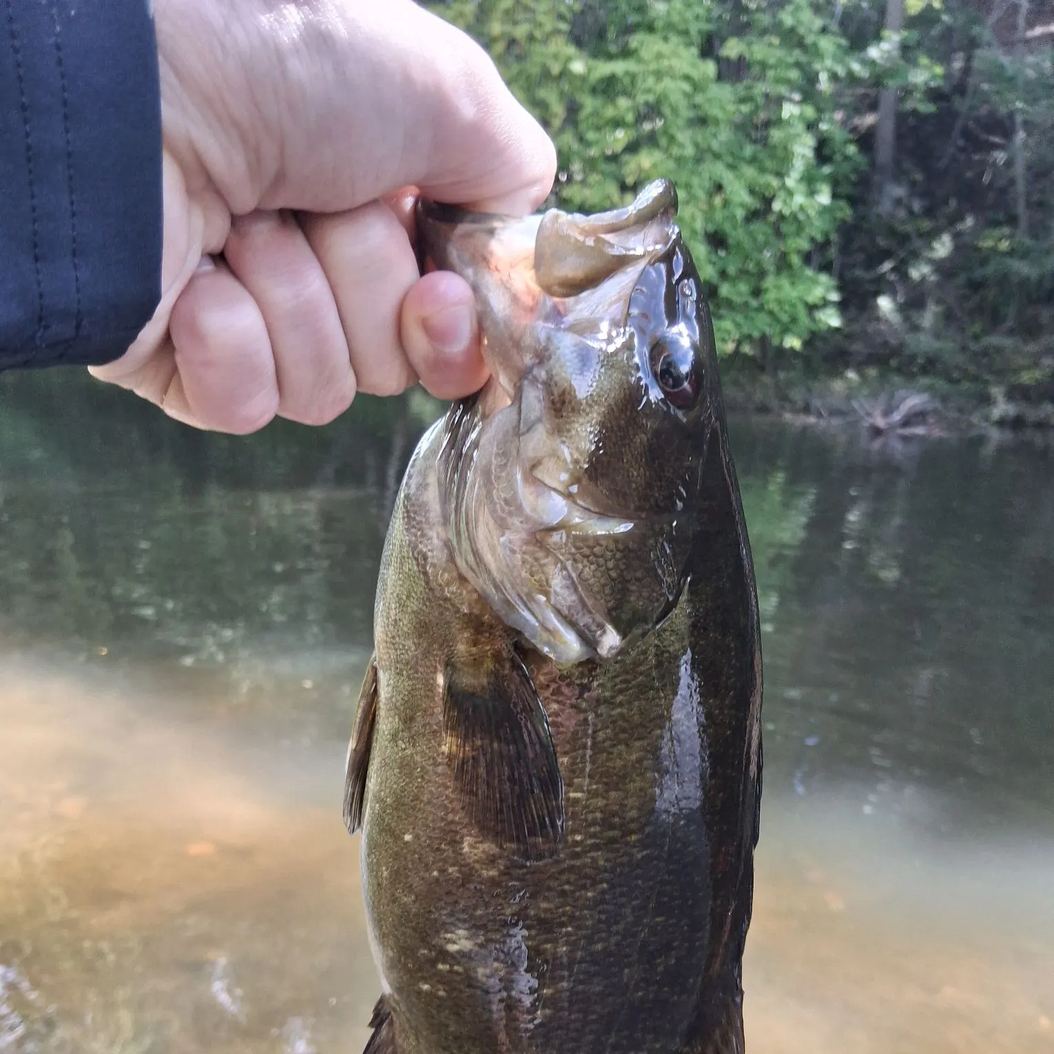 Smallmouth bass caught on Fishbrain