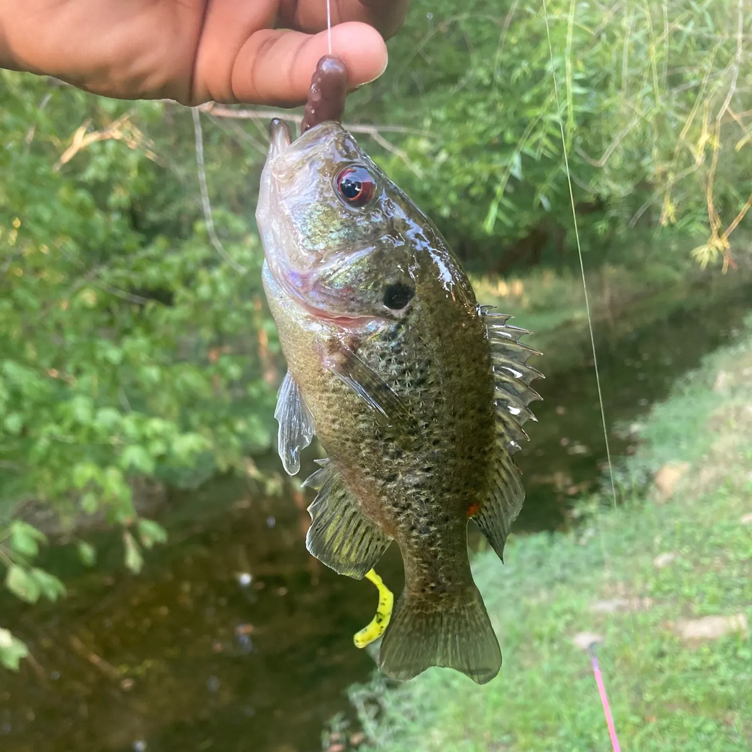 Warmouth caught on Fishbrain
