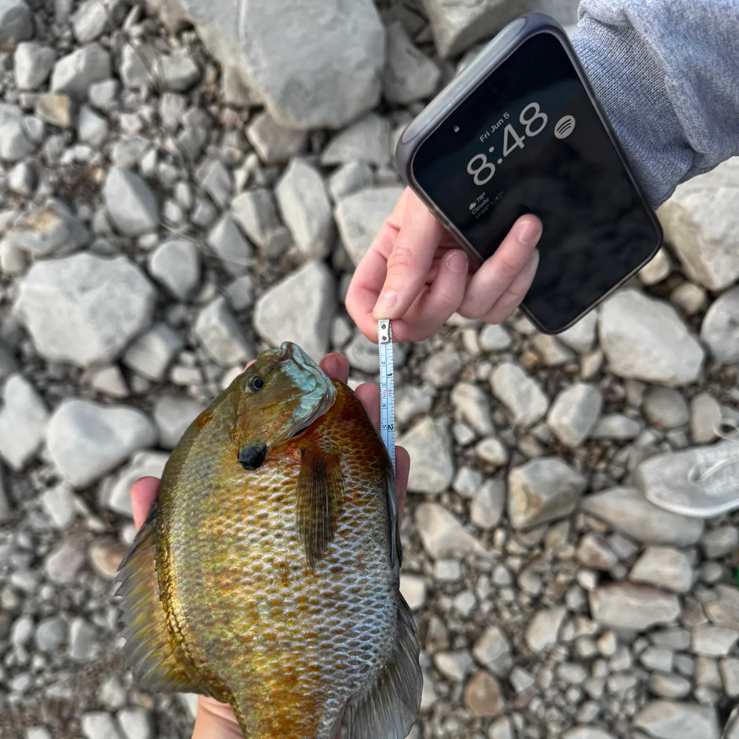 recently logged catches