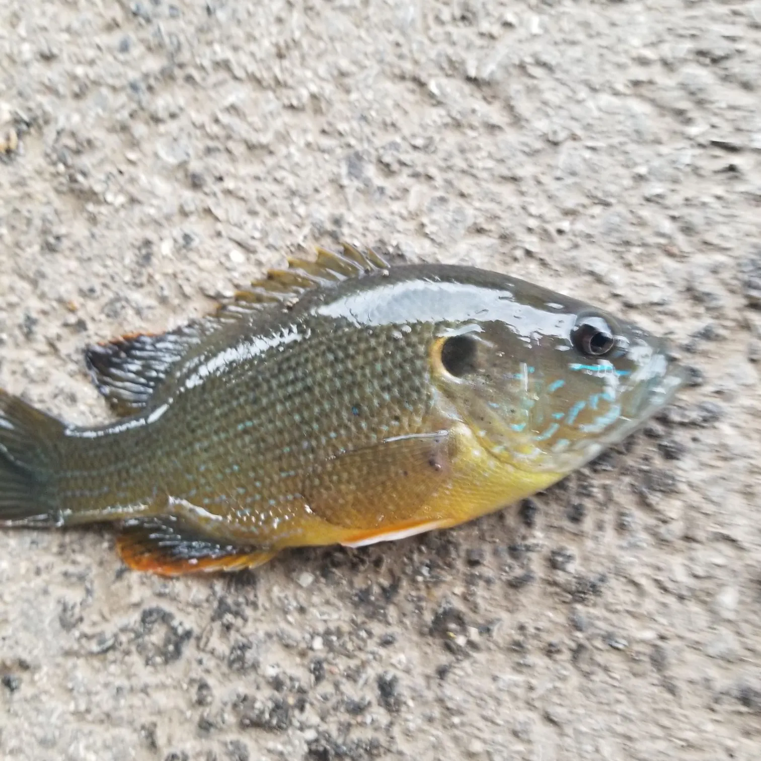 The most recent Greengill hybrid catches on Fishbrain