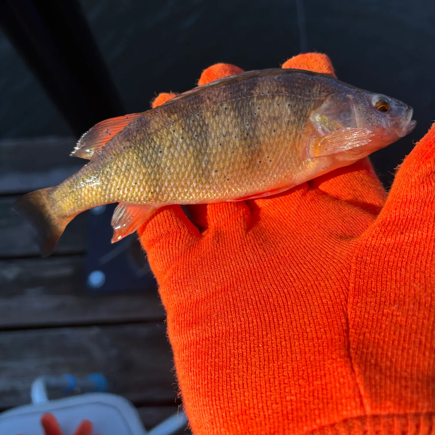 Yellow perch caught on Fishbrain